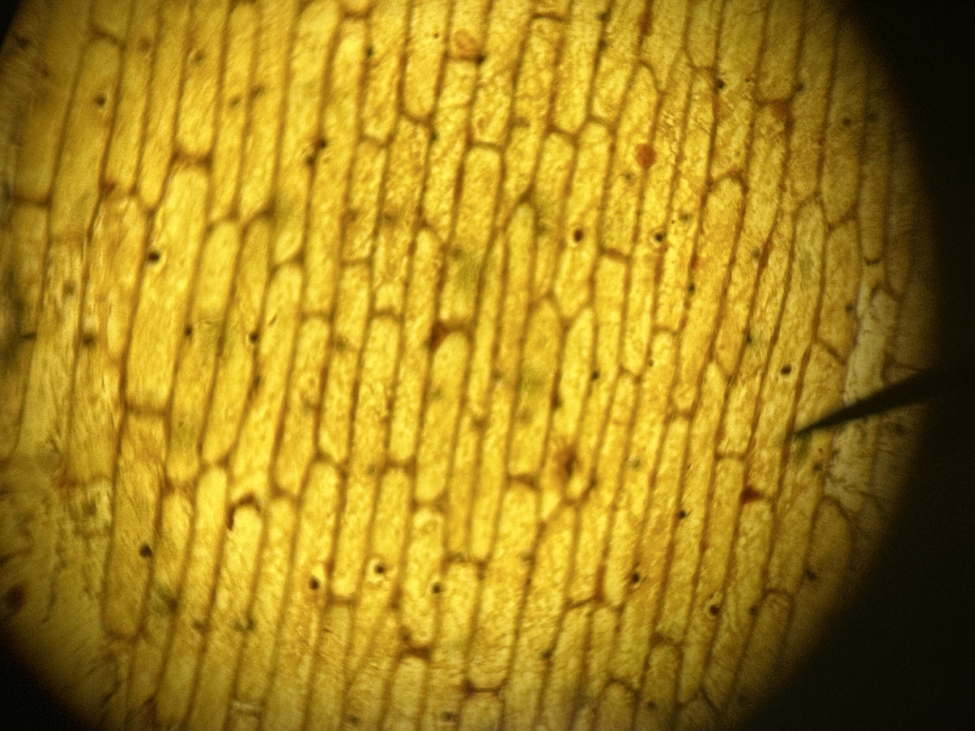 Plant Cell Microscopy Images Captured in Karlovo Laboratory