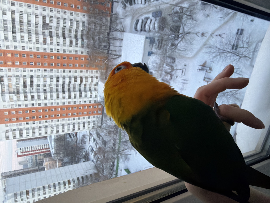 Russian resident documents morning routine with pet parrot