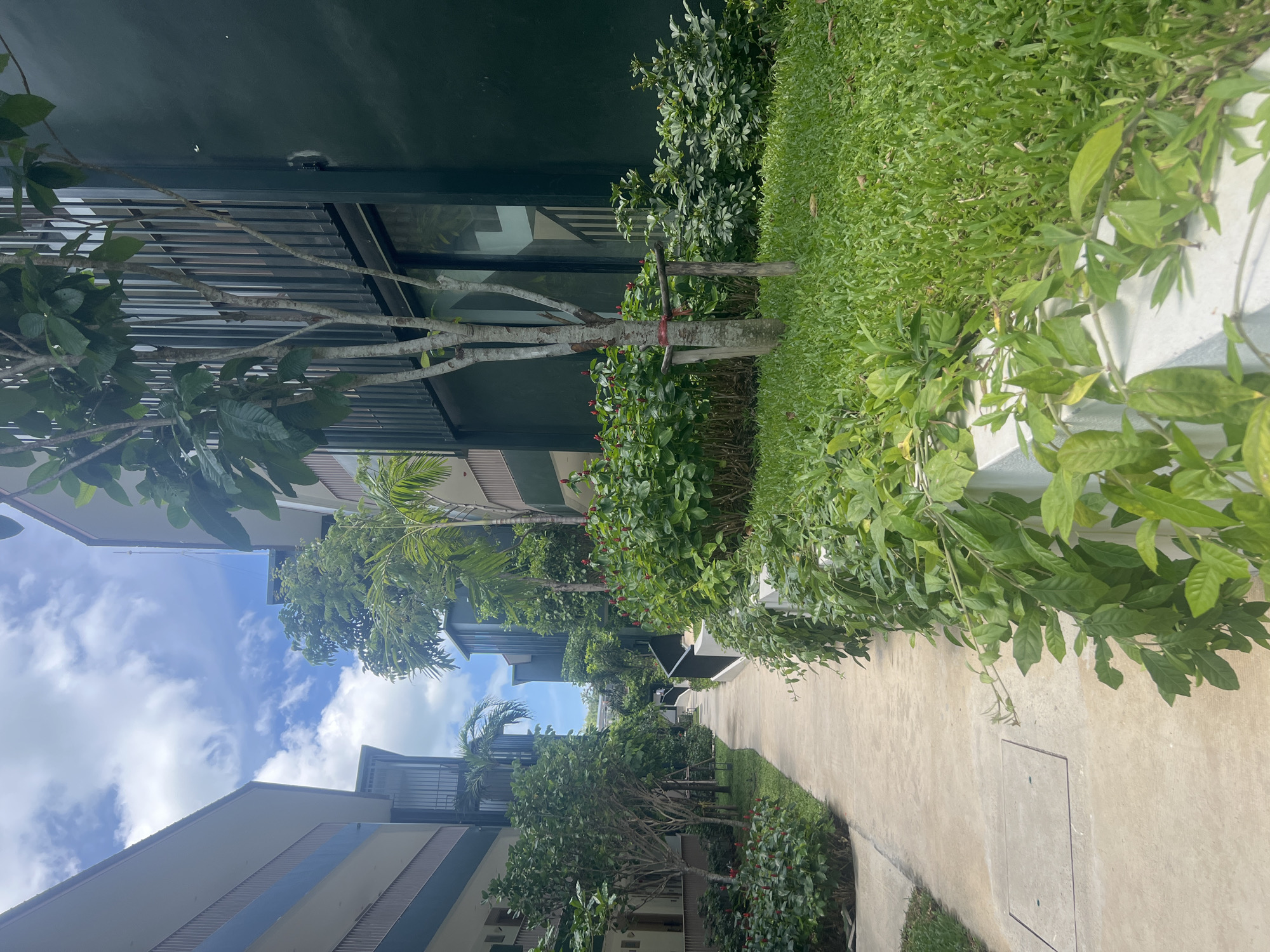 Tropical garden details around modern Ko Samui buildings