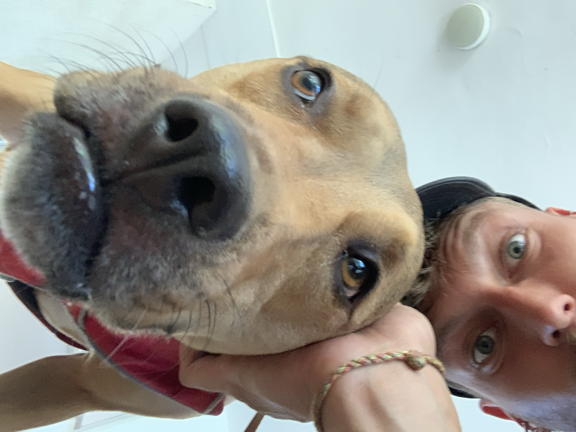 Dogs, construction, and errands on a Tel Aviv afternoon