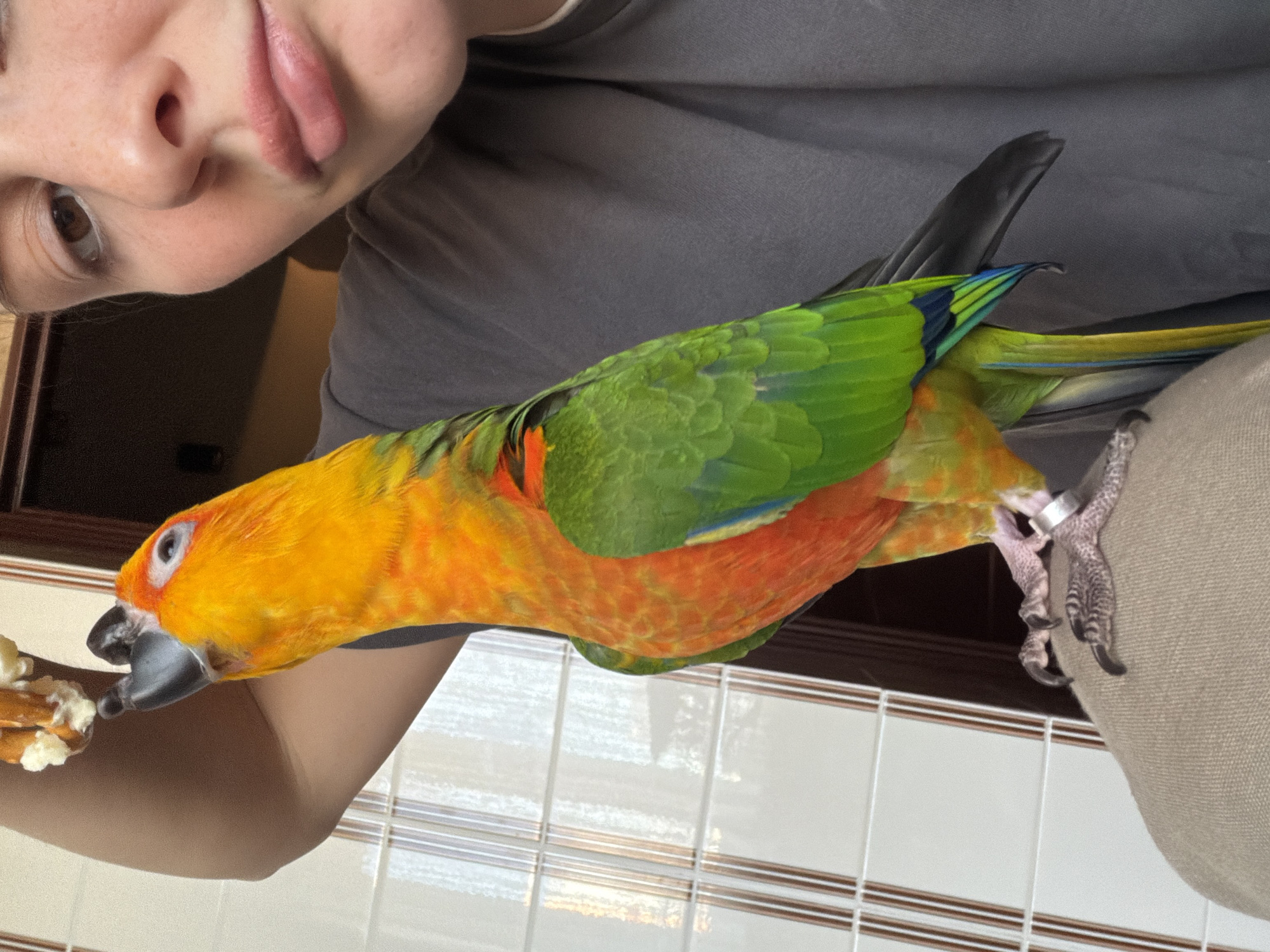 Sun conure parrots interact with families in Moscow area