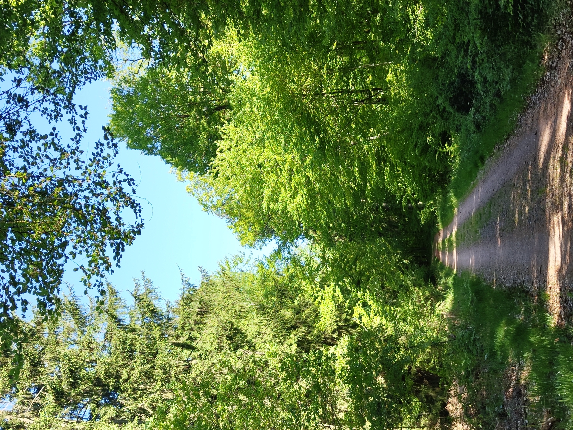 Morning forest walk documented near Mettlach, Germany