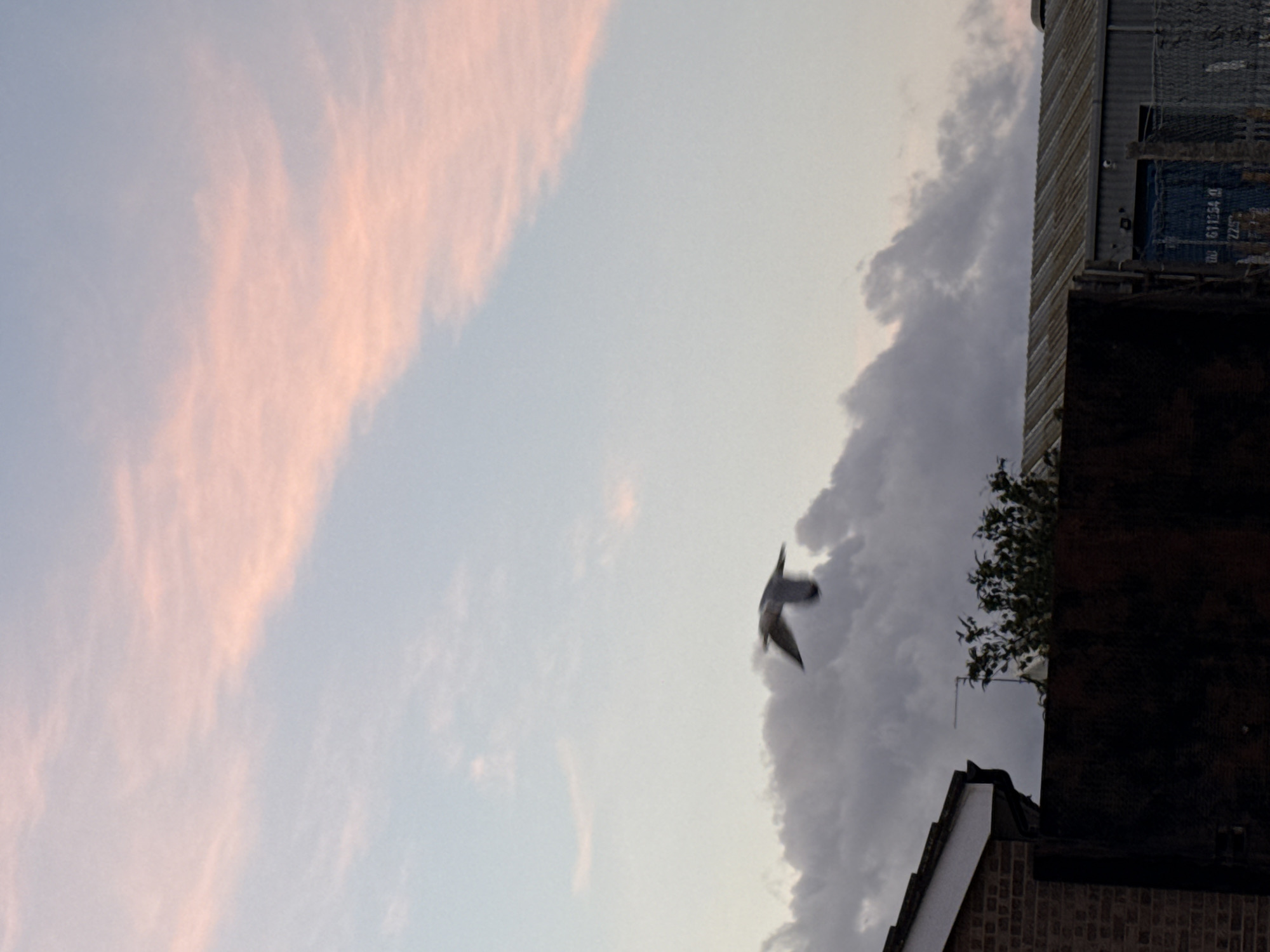 Bird spotted flying over Great Yarmouth's pink-tinged evening sky