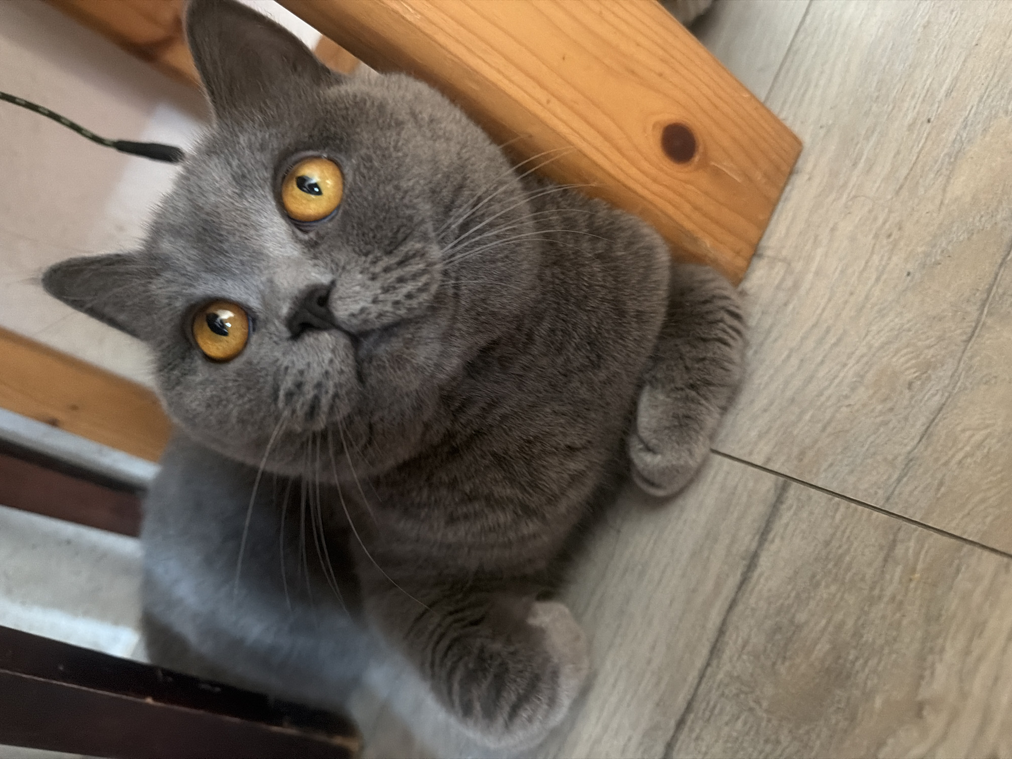 Chill afternoon in Szczecin: cats, snacks, and garden vibes