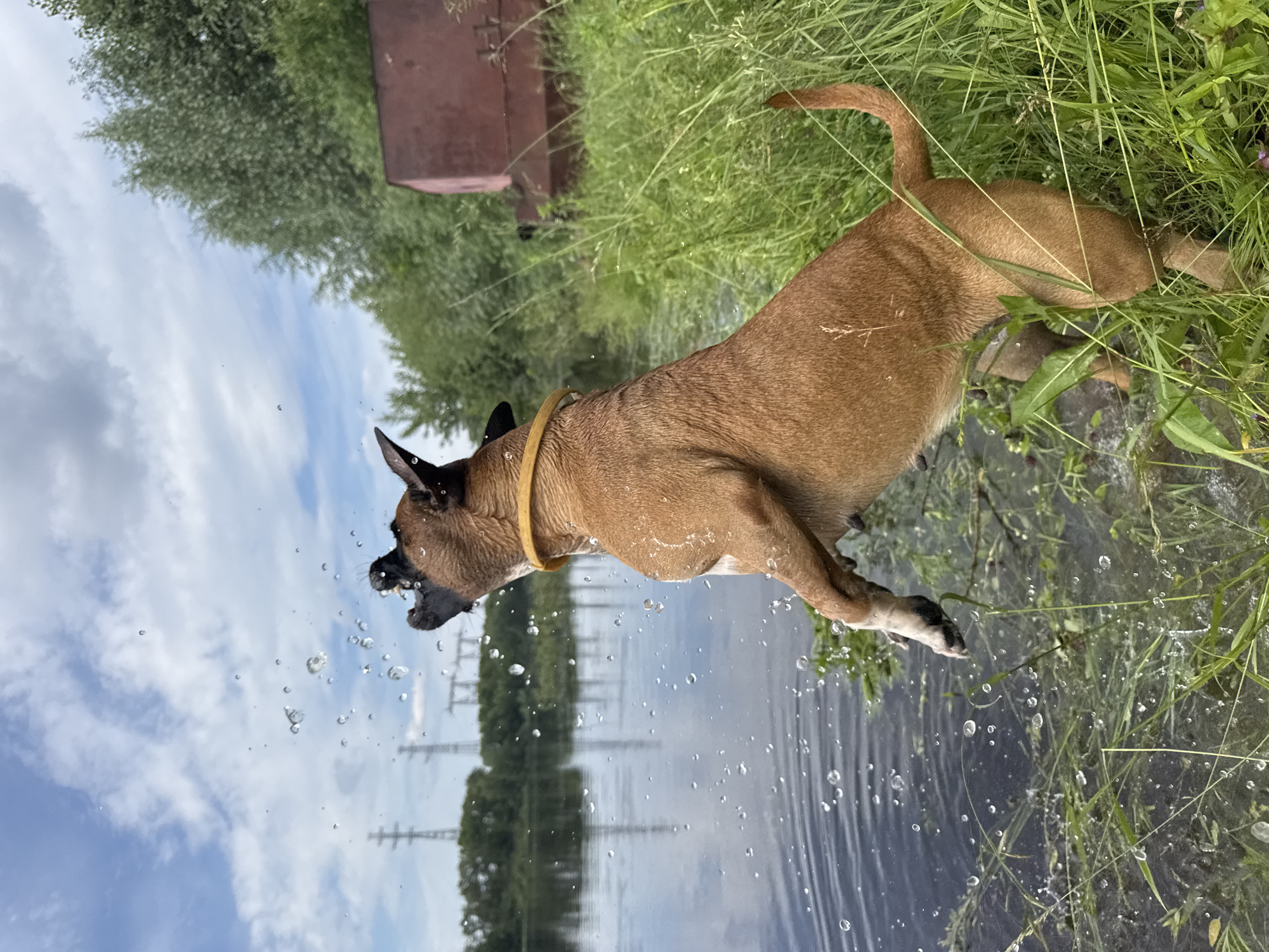 Dog and owner enjoy a lazy swim day on the Kama River