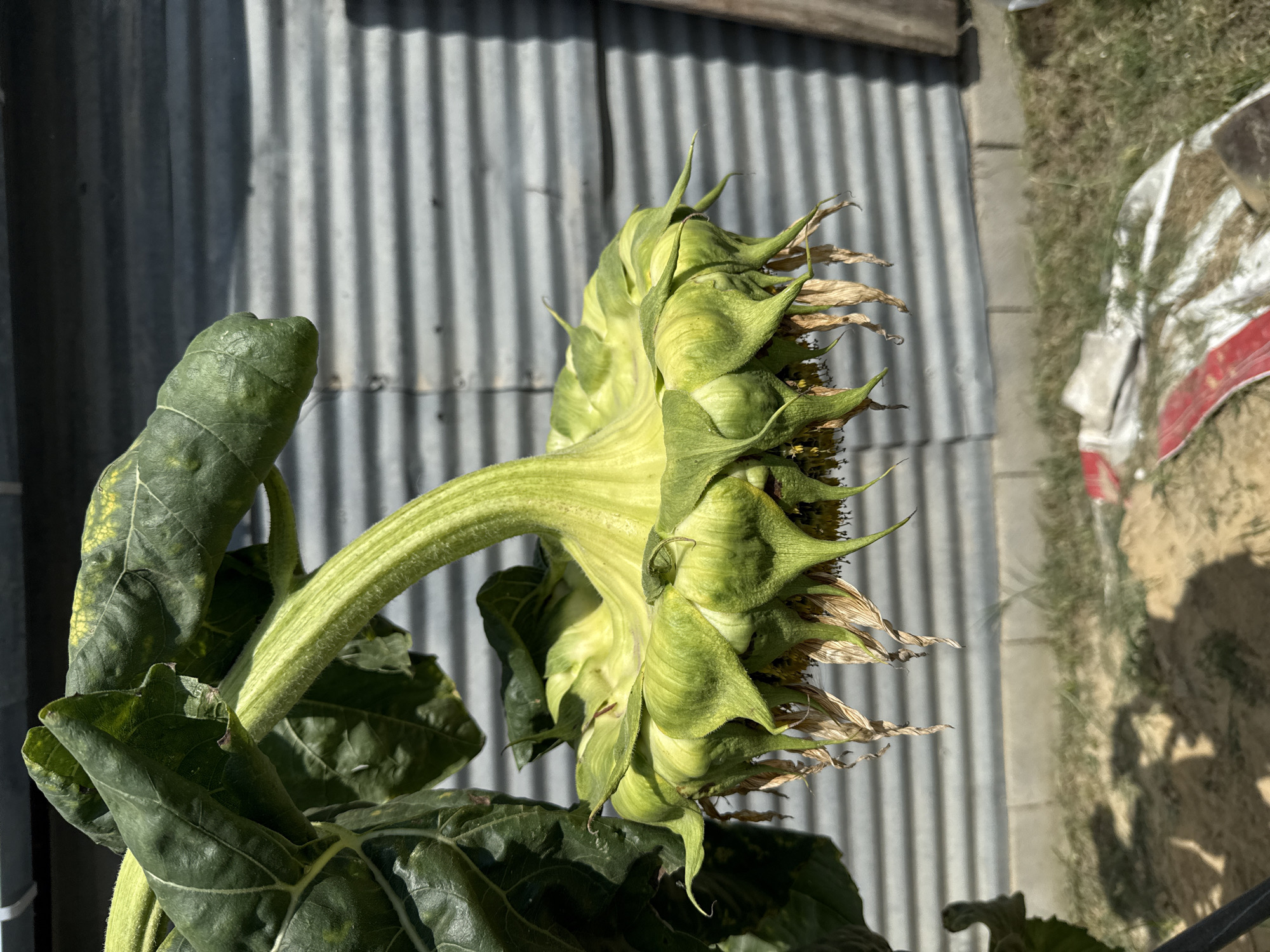 Tbilisi backyard in summer: fruit, flowers, and everyday objects