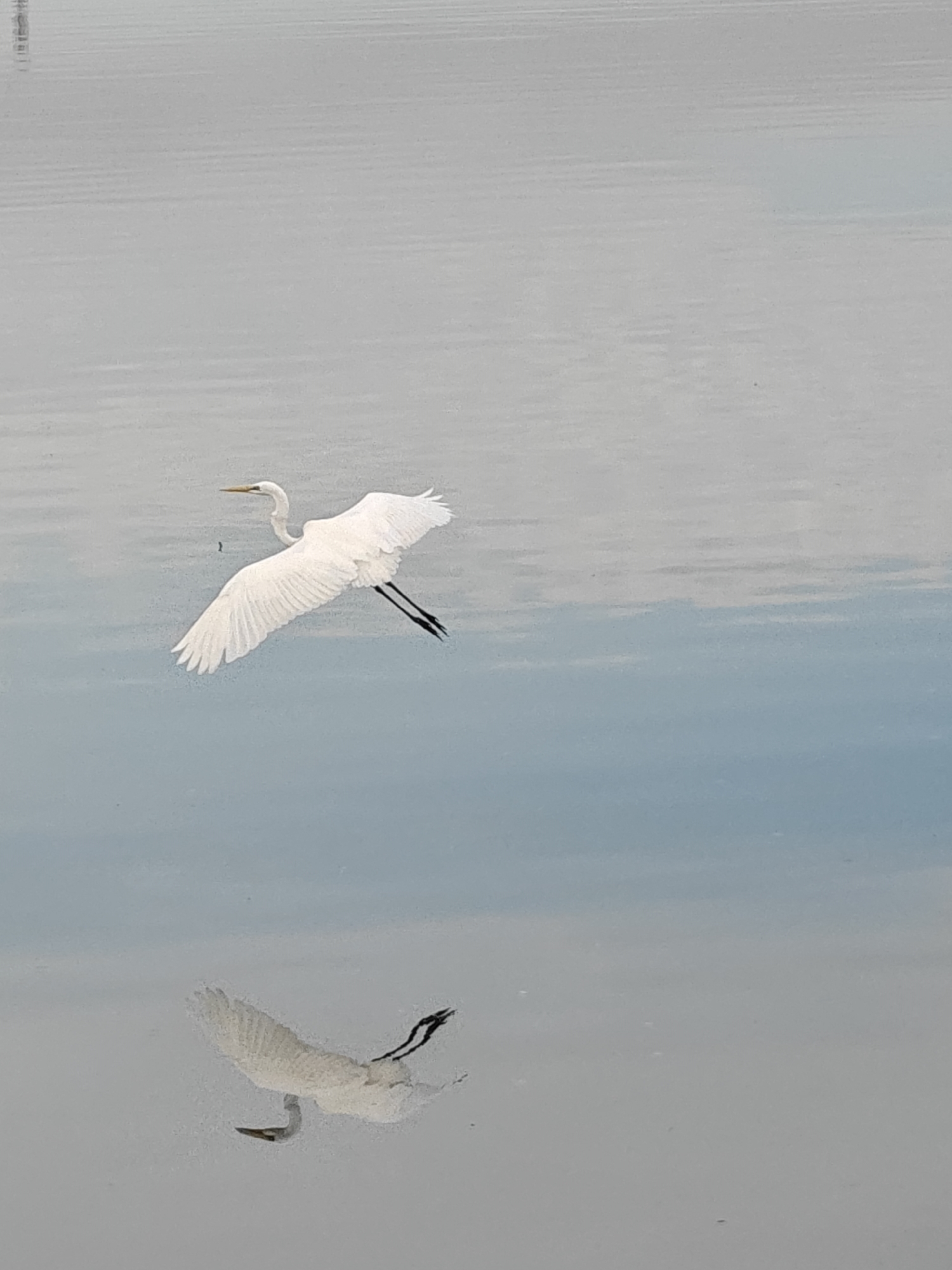 Egrets and fishing boats share a quiet Lhokseumawe waterway