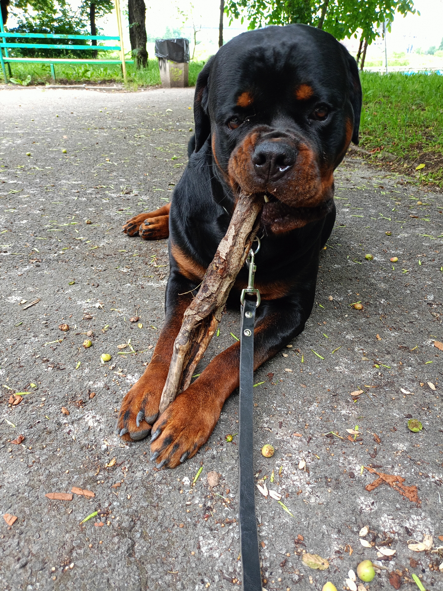 Rottweiler plays with stick on Sofia street