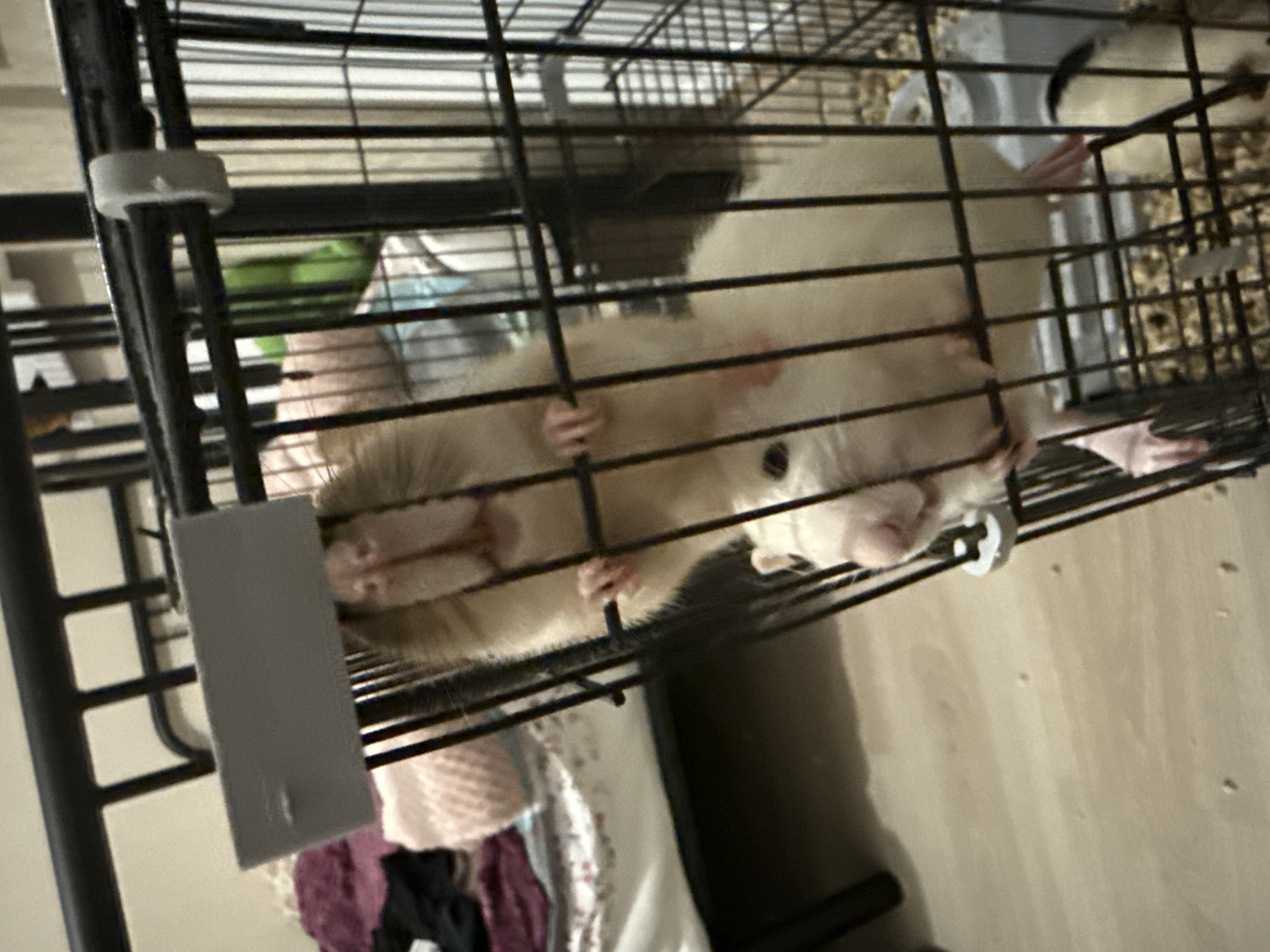 Pet rats and domestic scenes captured in Saint Petersburg area