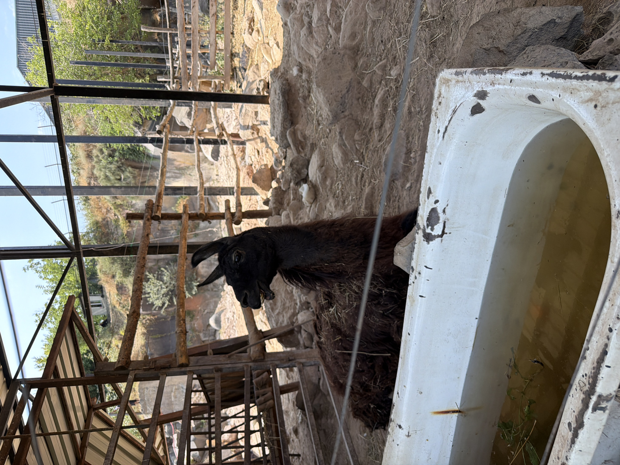 Morning at Yerevan Zoo: llamas, tigers, and zebras