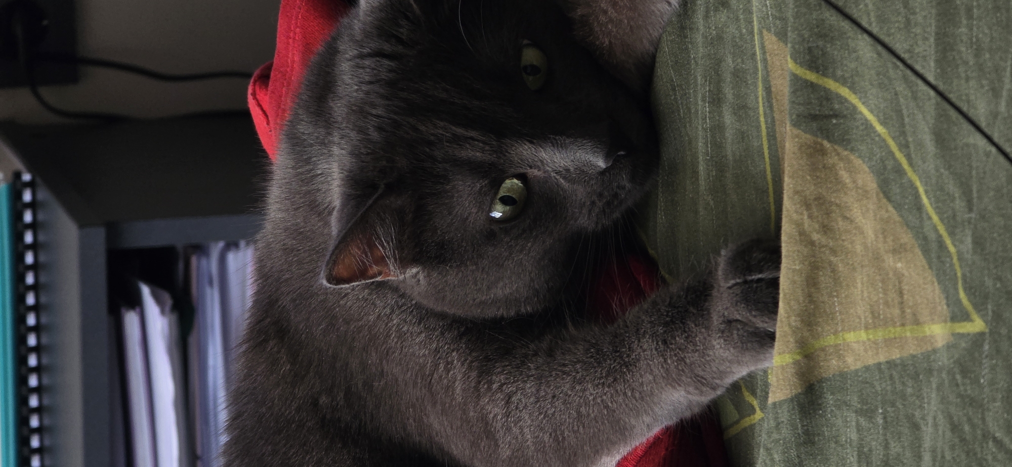 Gray cat rests and grooms on bed in Bulgaria