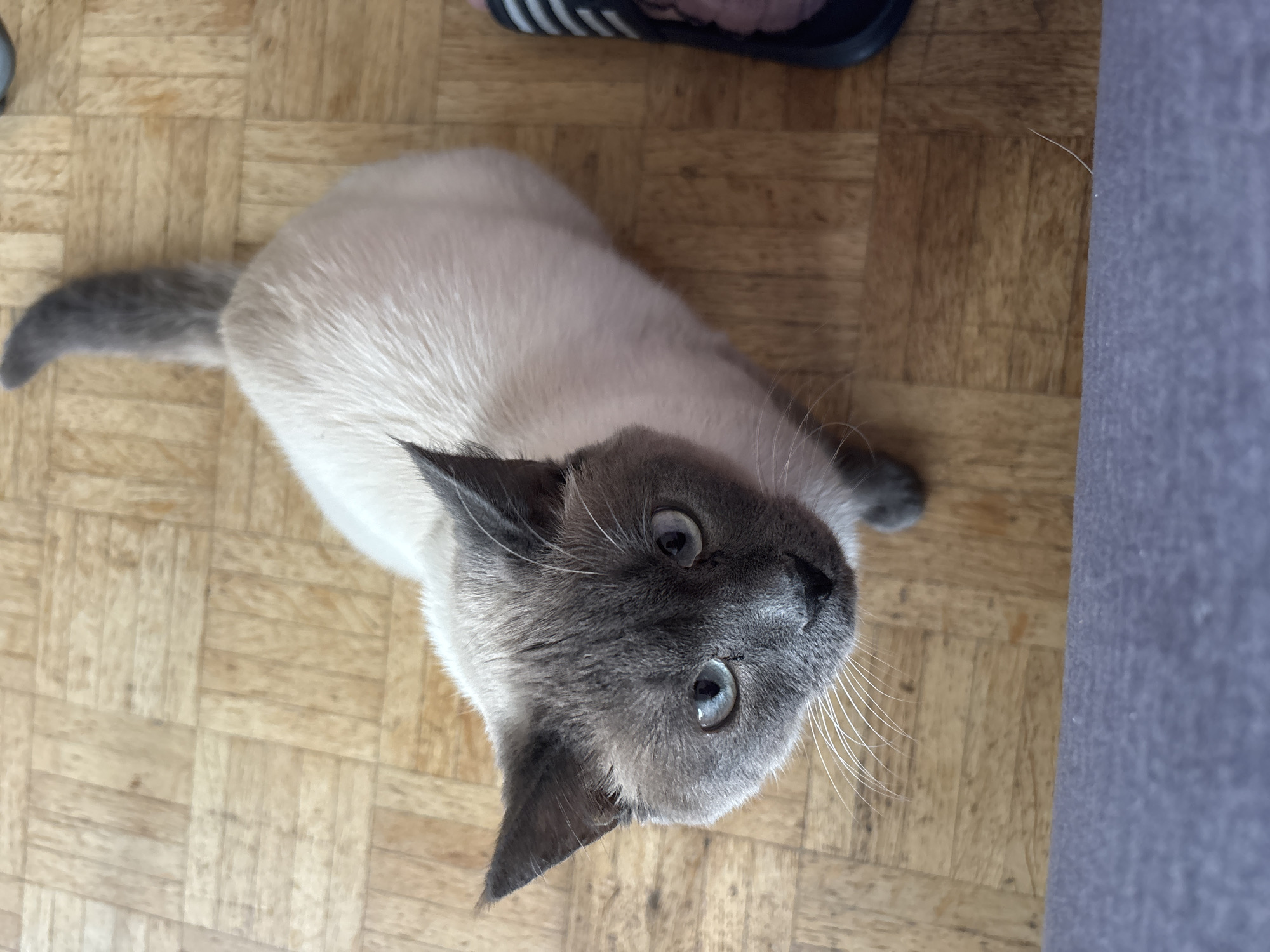 Person plays with Siamese cat in Antwerp home