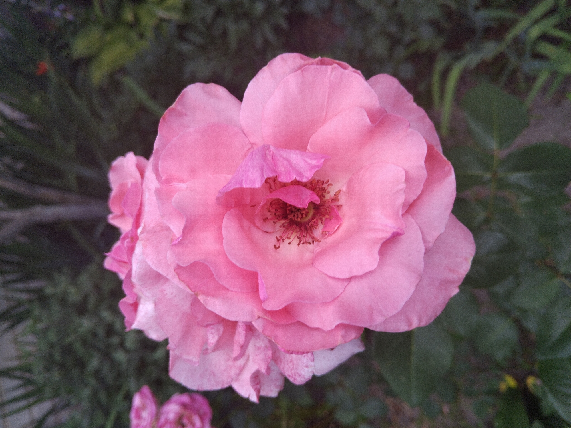 A quiet Zhytomyr morning: garden rounds, pruning, and small domestic moments.