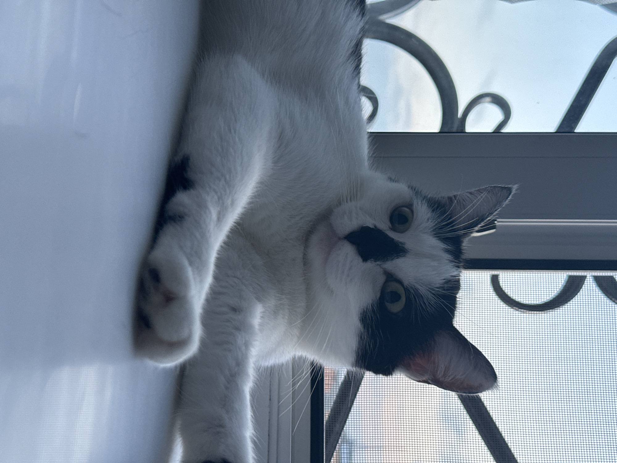 Black and white cat lounging around a Kokshetau apartment