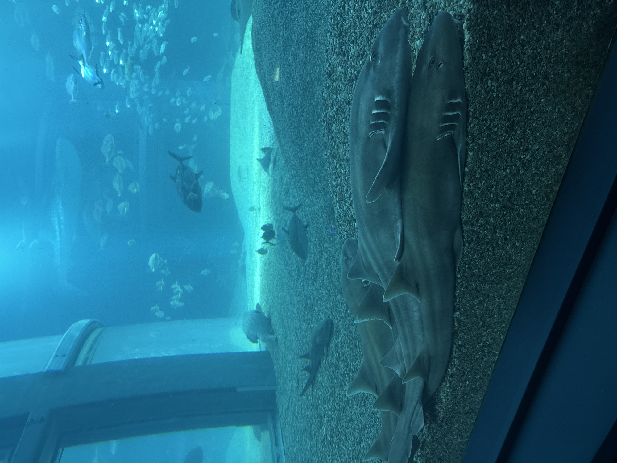 Morning aquarium visit documented in Osaka, Japan