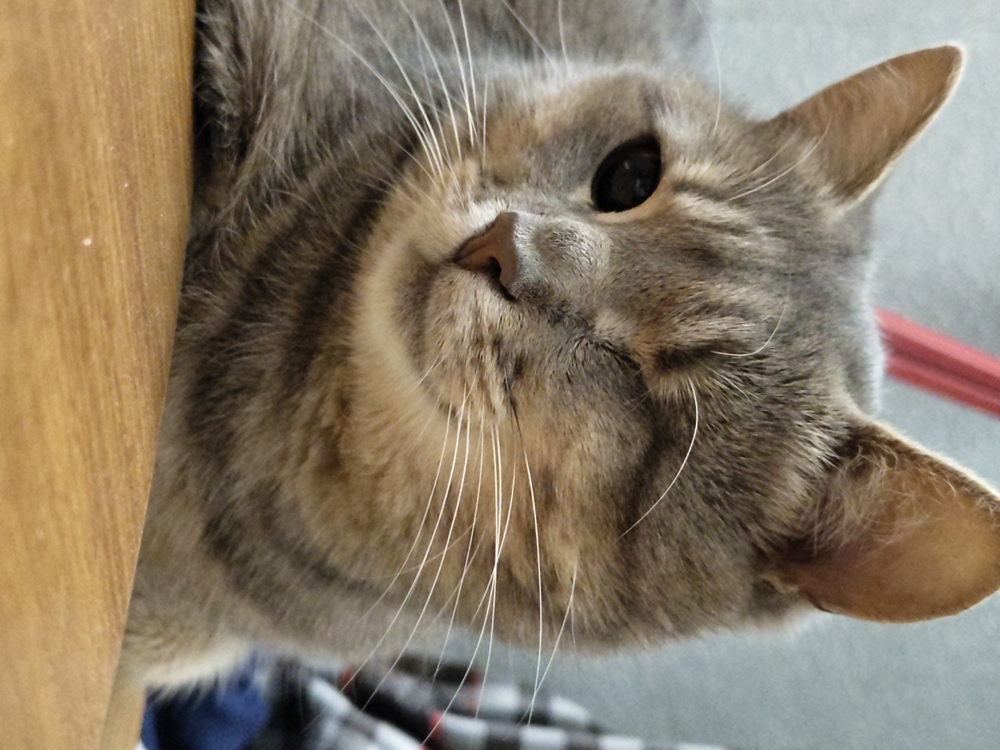 Gray tabby cat caught mid-lounge, one eye open