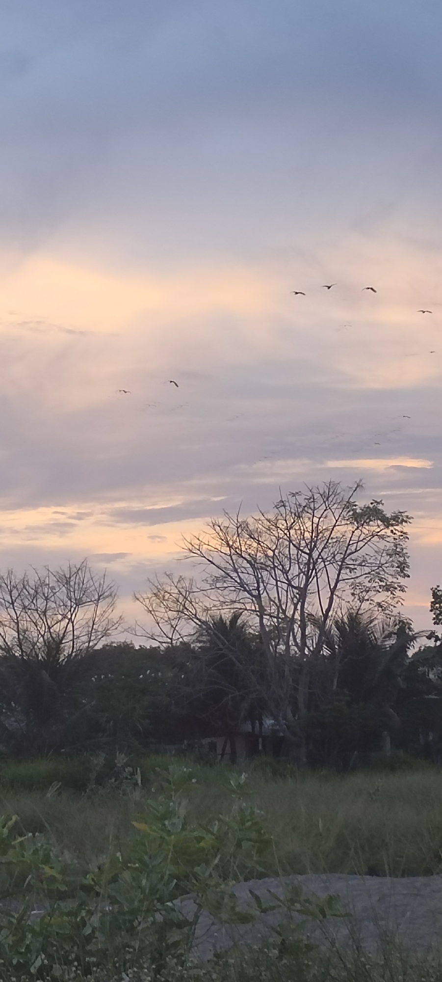 Dawn sky with flying birds observed in Lhokseumawe, Indonesia