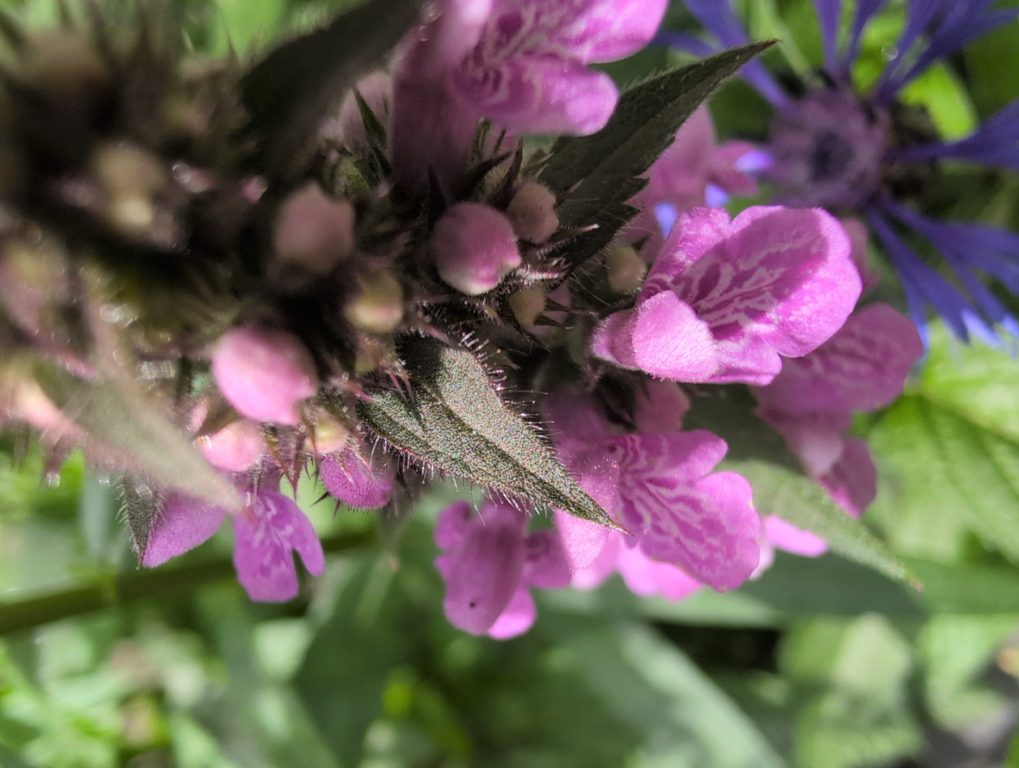 Garden macro photography session in Saint Petersburg, July morning