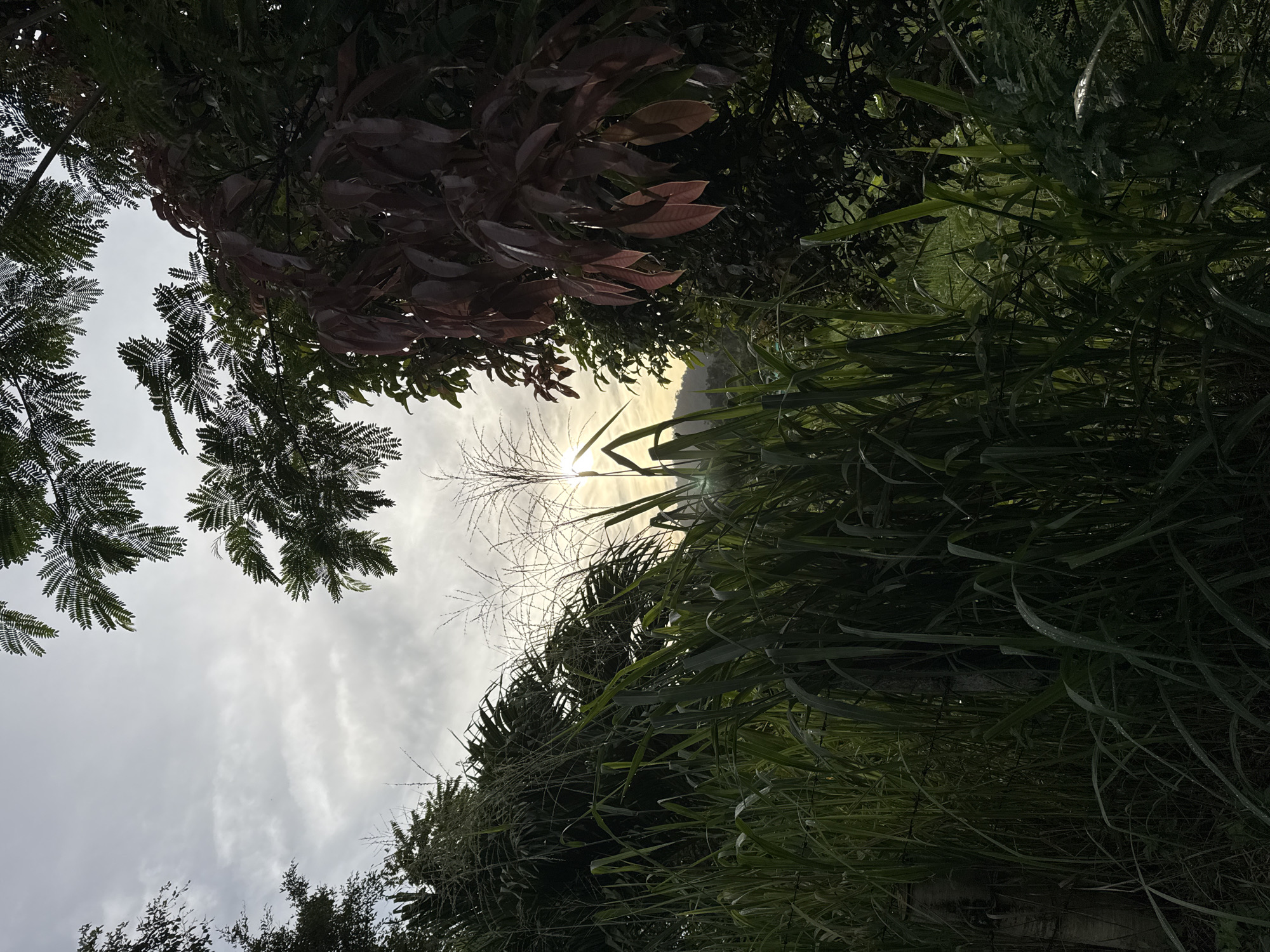 Pets, palms, and backyard life in a Kathu neighborhood