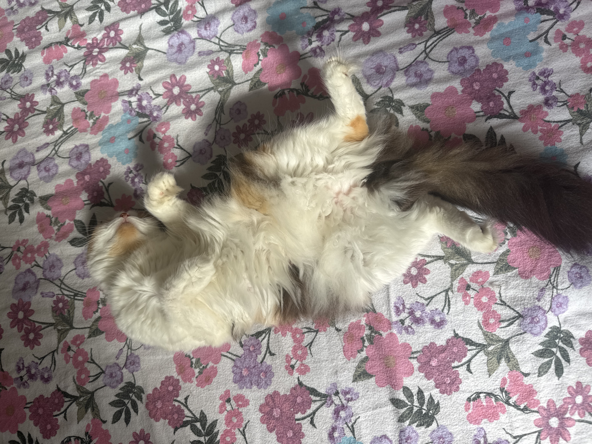 Calico cat fully relaxed on a floral bed in Sochi