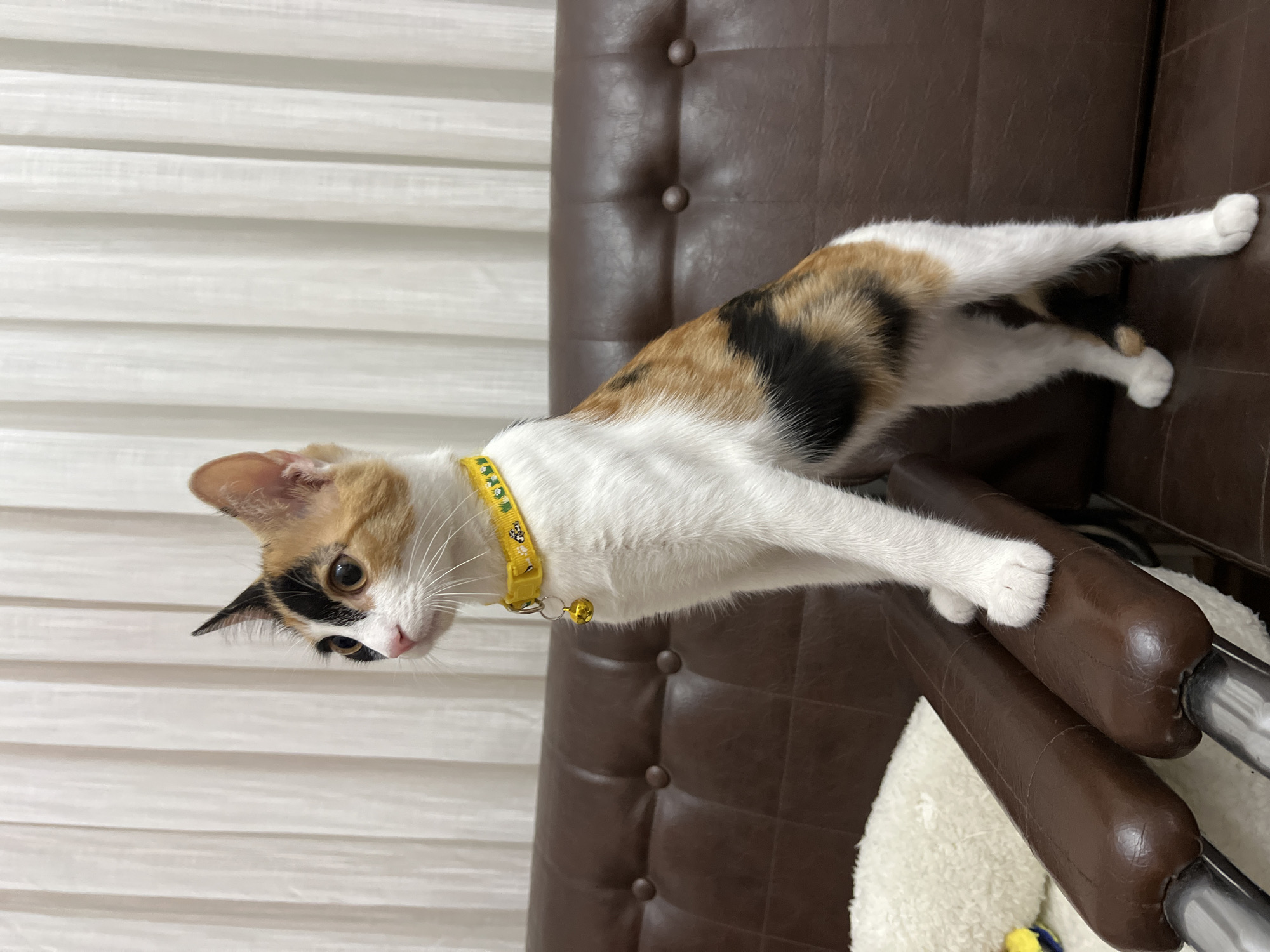 Calico cat with yellow collar relaxing on a leather sofa