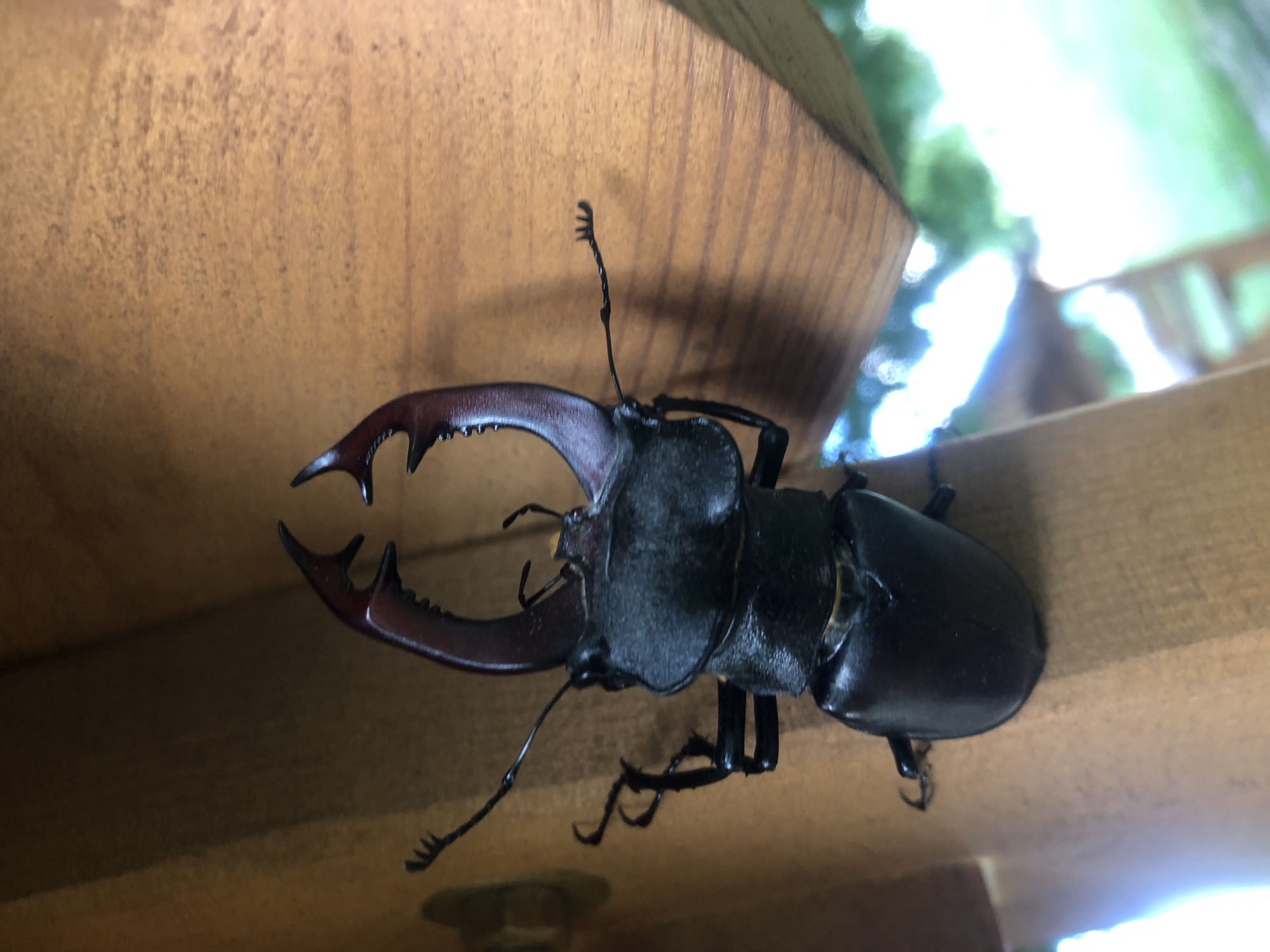 Stag beetle with striking mandibles rests on weathered wood
