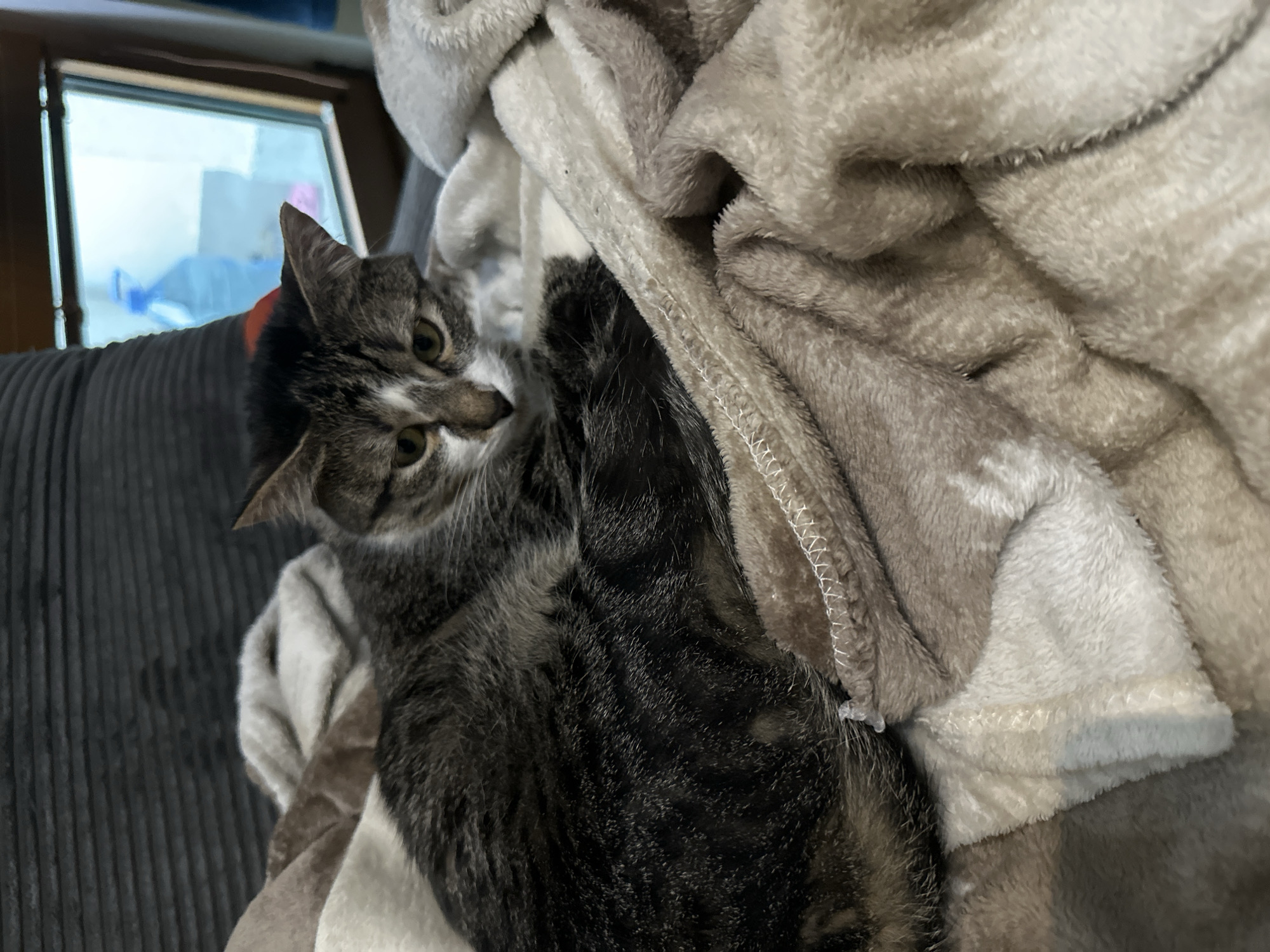 Tabby cat rests peacefully in blankets in Sofia home