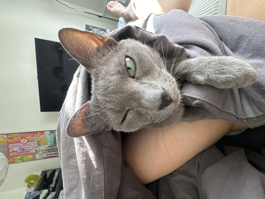 Grey cat spotted winking while wrapped in fabric, Moscow