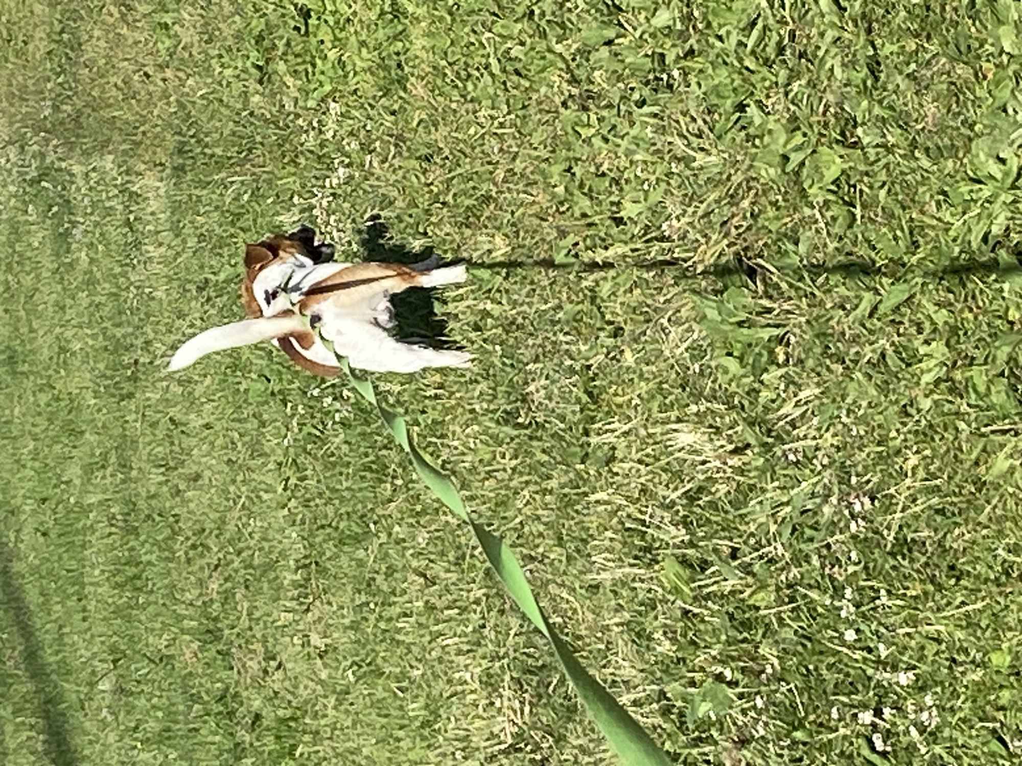 Jack Russell Terrier on a summer walk in Saint Petersburg park