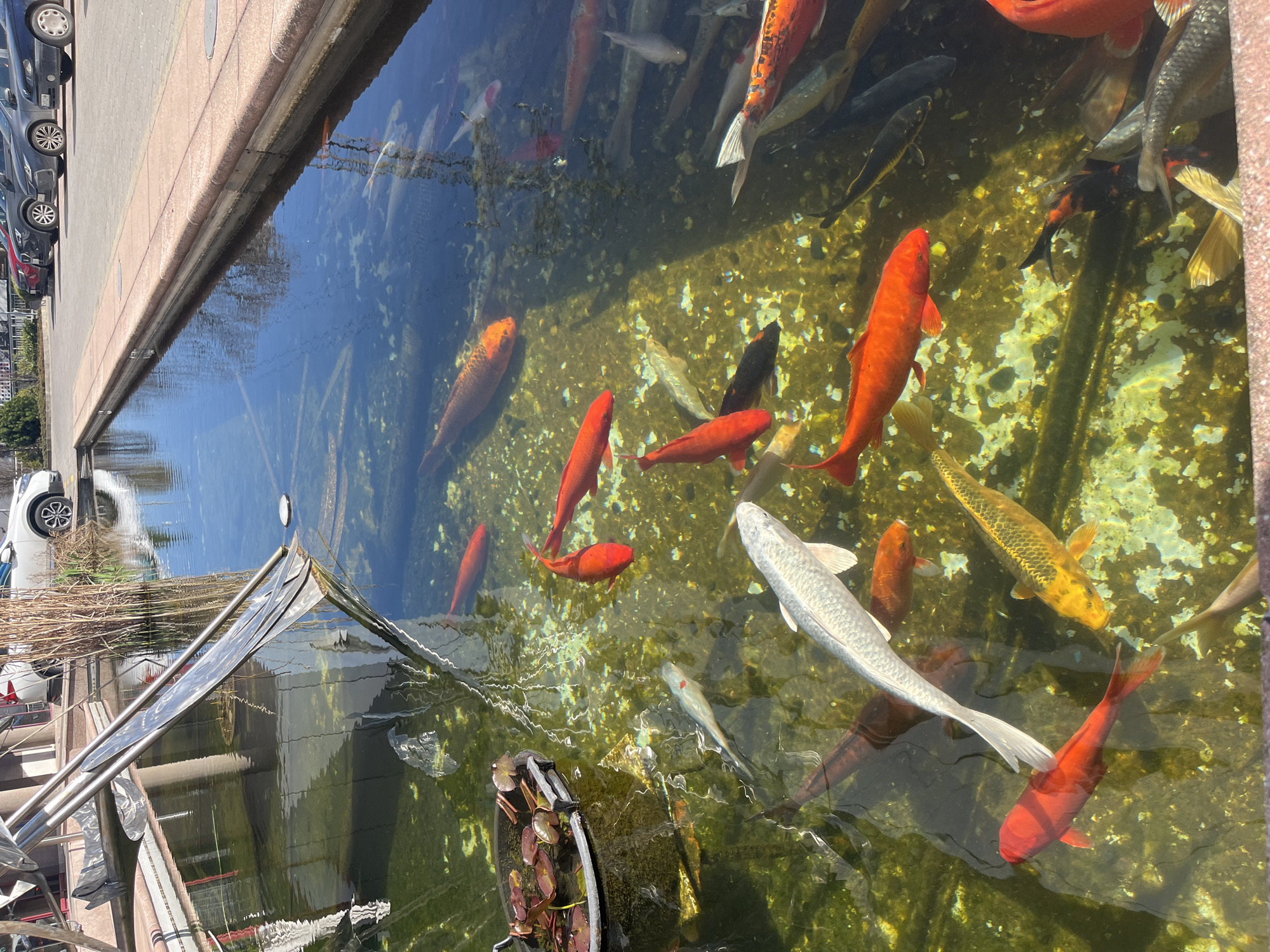 Colorful koi fish spotted in Sofia pond
