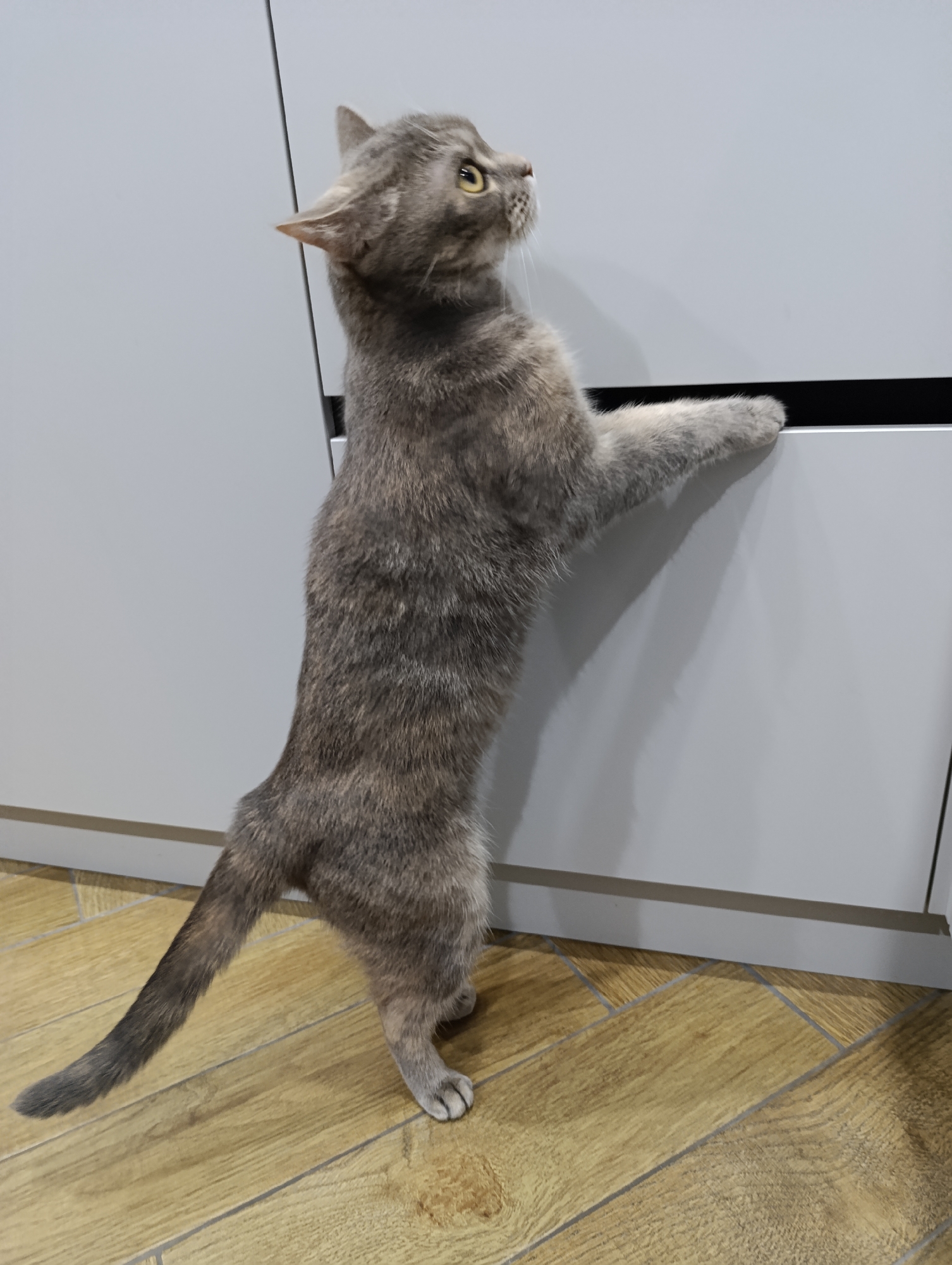 Family moments captured in Chaikovsky home with children and pets