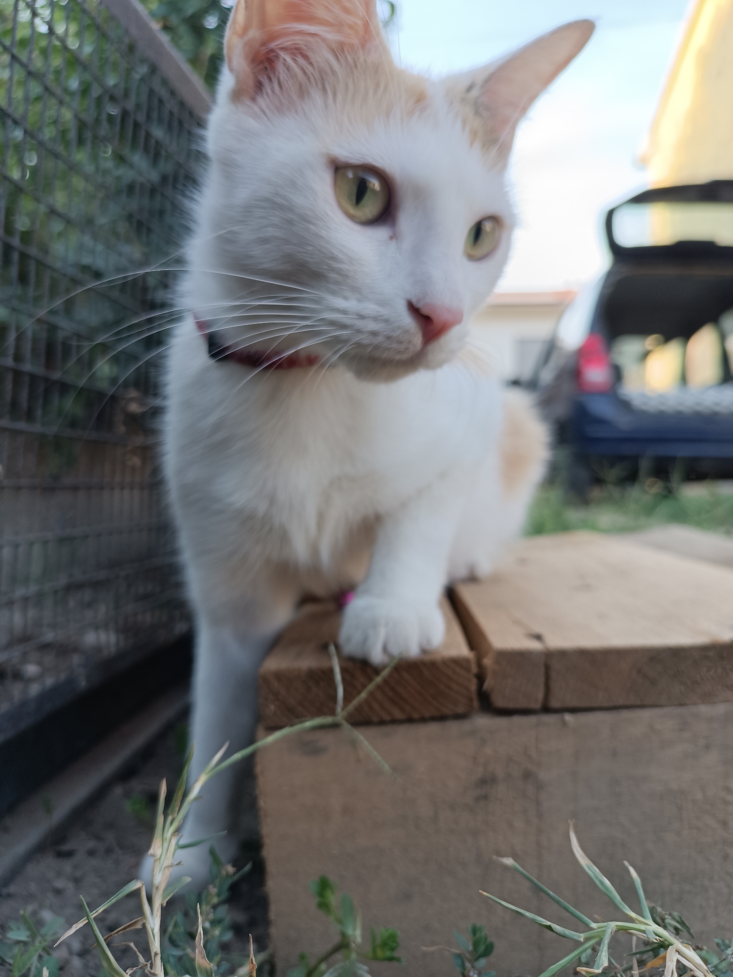 Cats, shells, and flowers fill a slow afternoon in Viadana