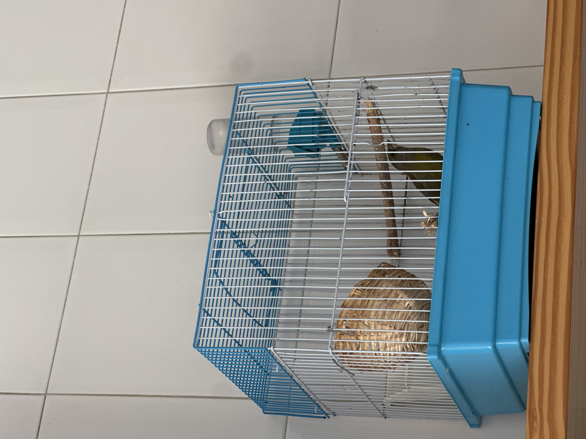 Domestic moments documented in Gijón: bird, eggs, cat message