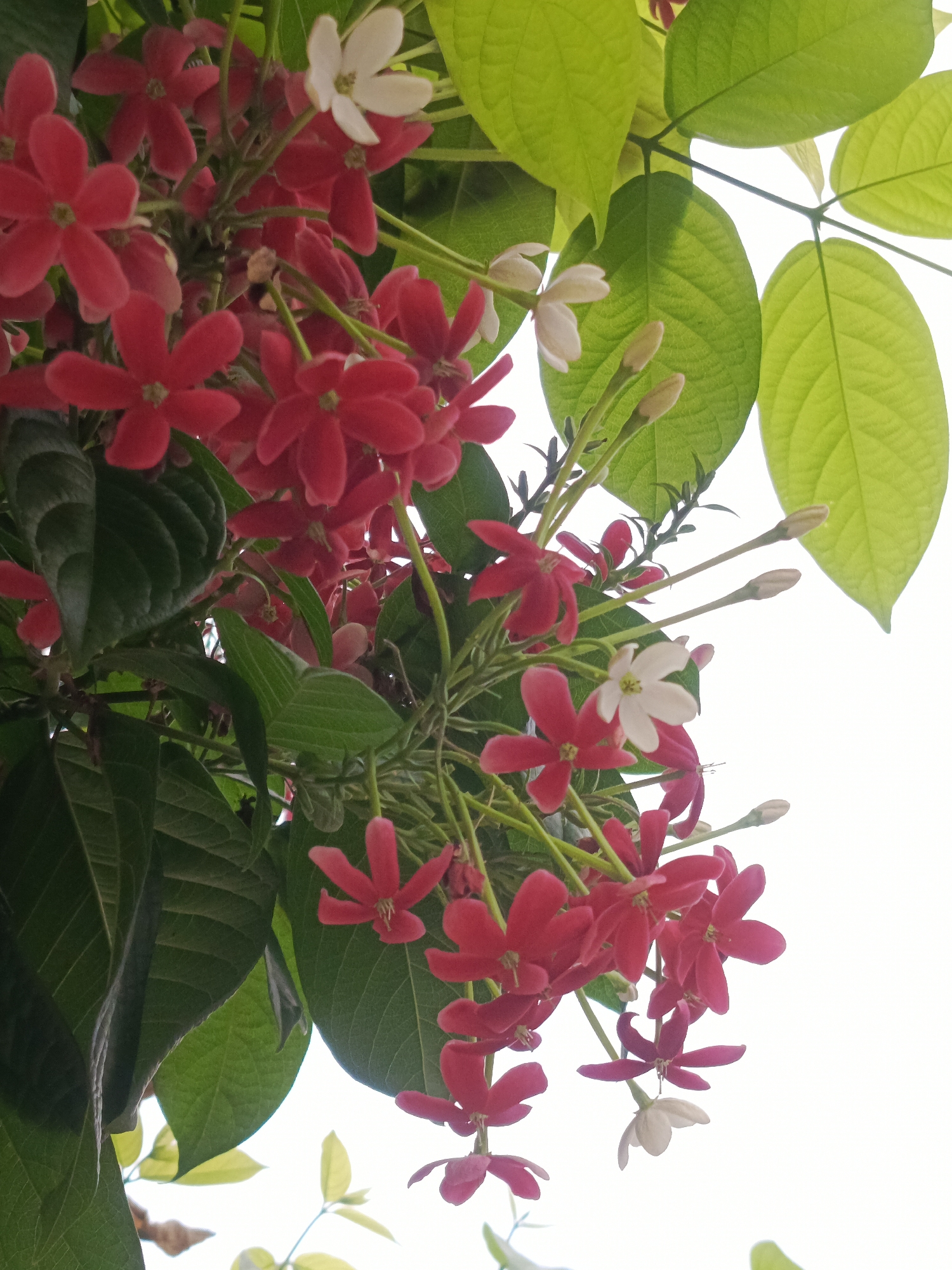 Casual photography documents urban nature in Tinaco, Venezuela