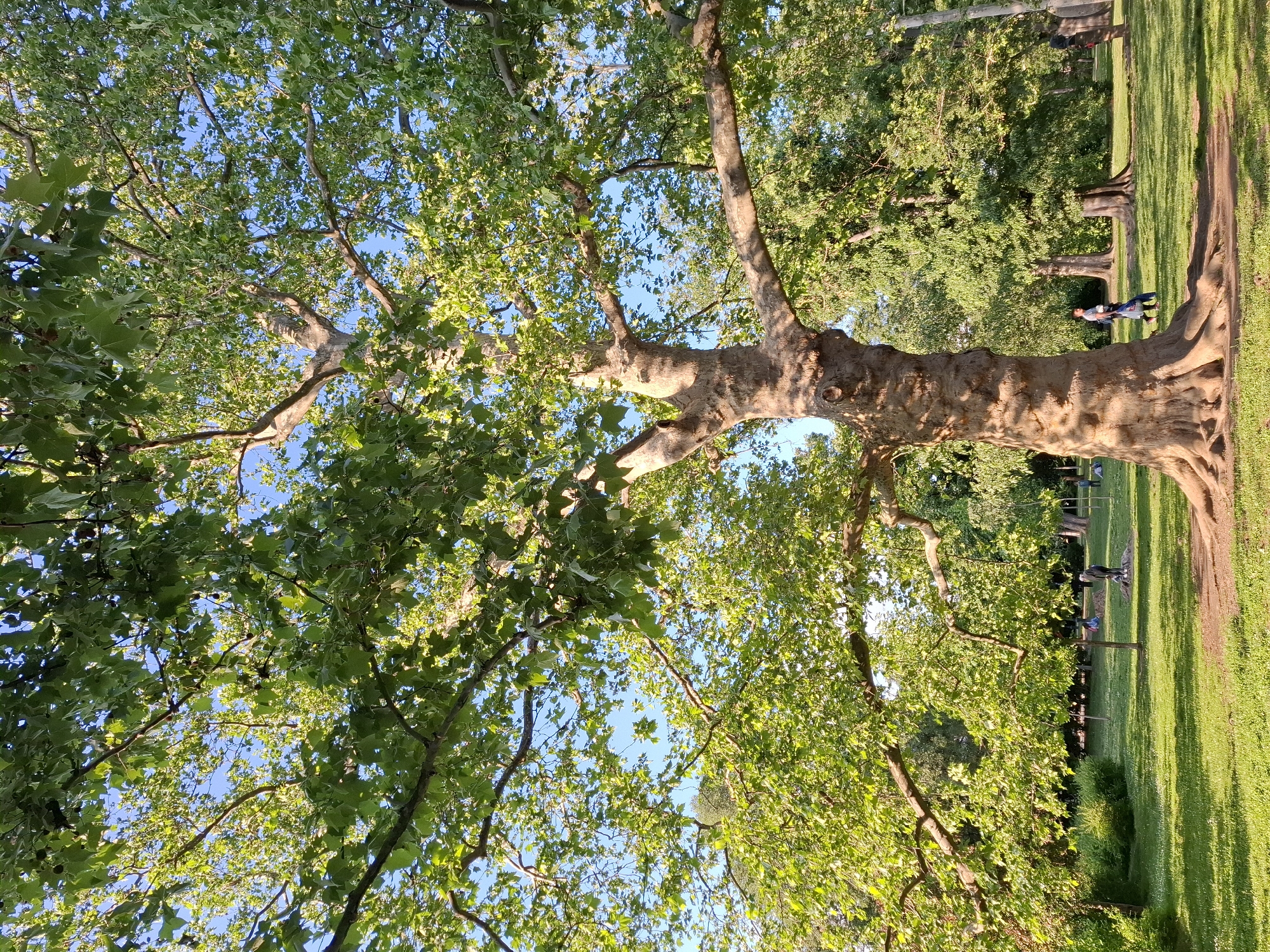 Afternoon tree photography session documented in Novi Sad park