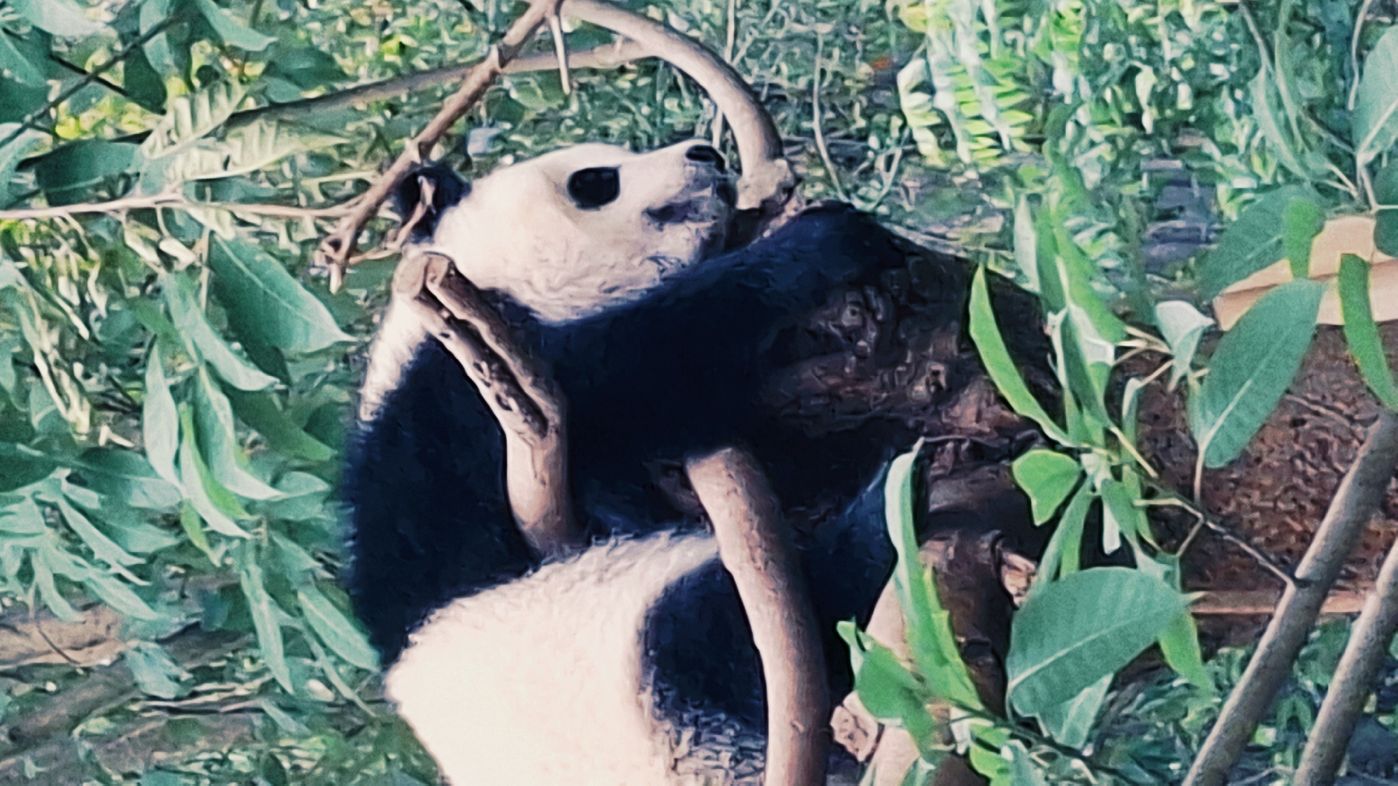 Giant pandas spotted resting in trees in Chenghua District