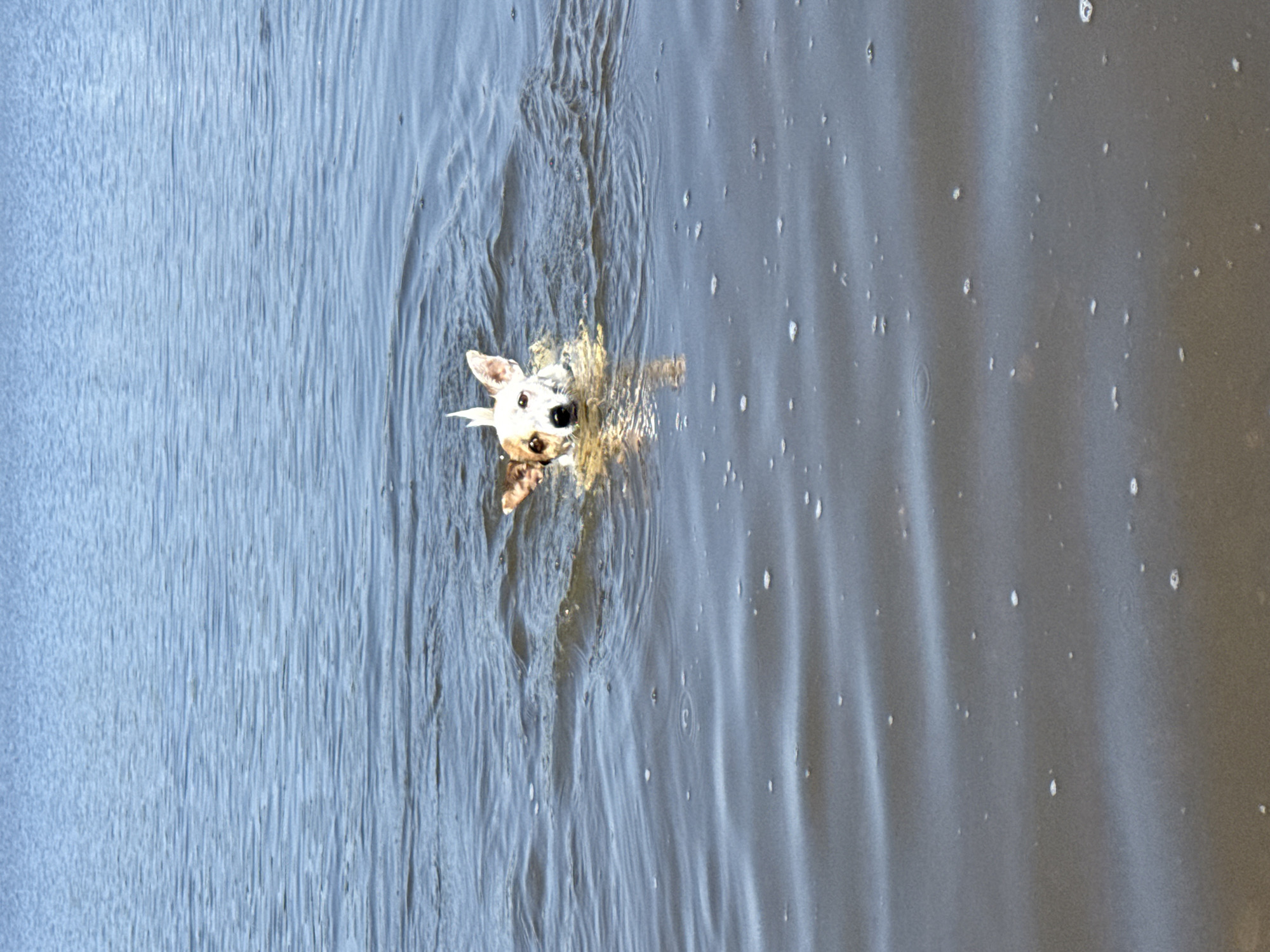 Small dog swimming near the Lysva shoreline