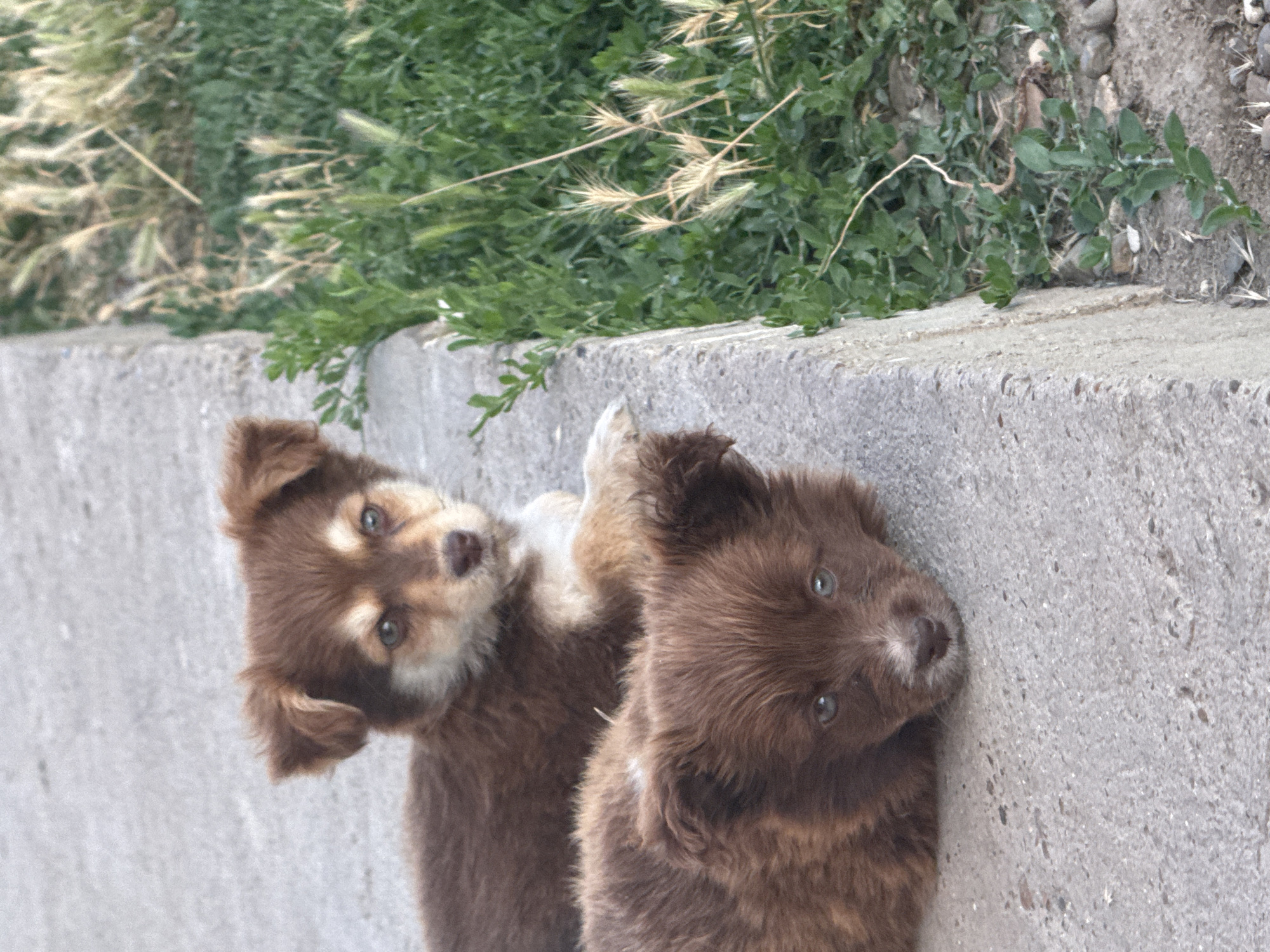 Pets, wildflowers, and a summer sunset in rural Moldova