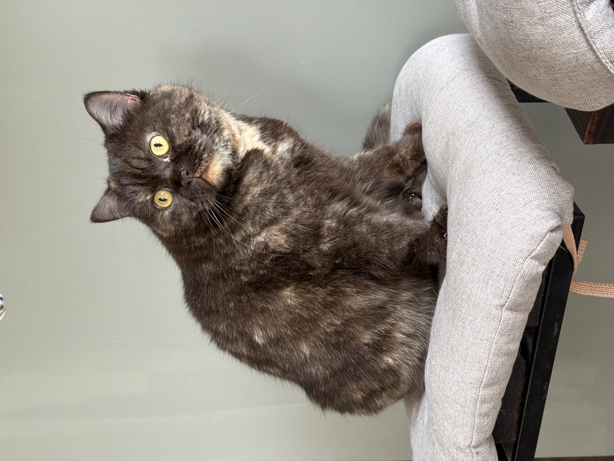 Cat grooming observed on chair in Chaikovsky, Russia