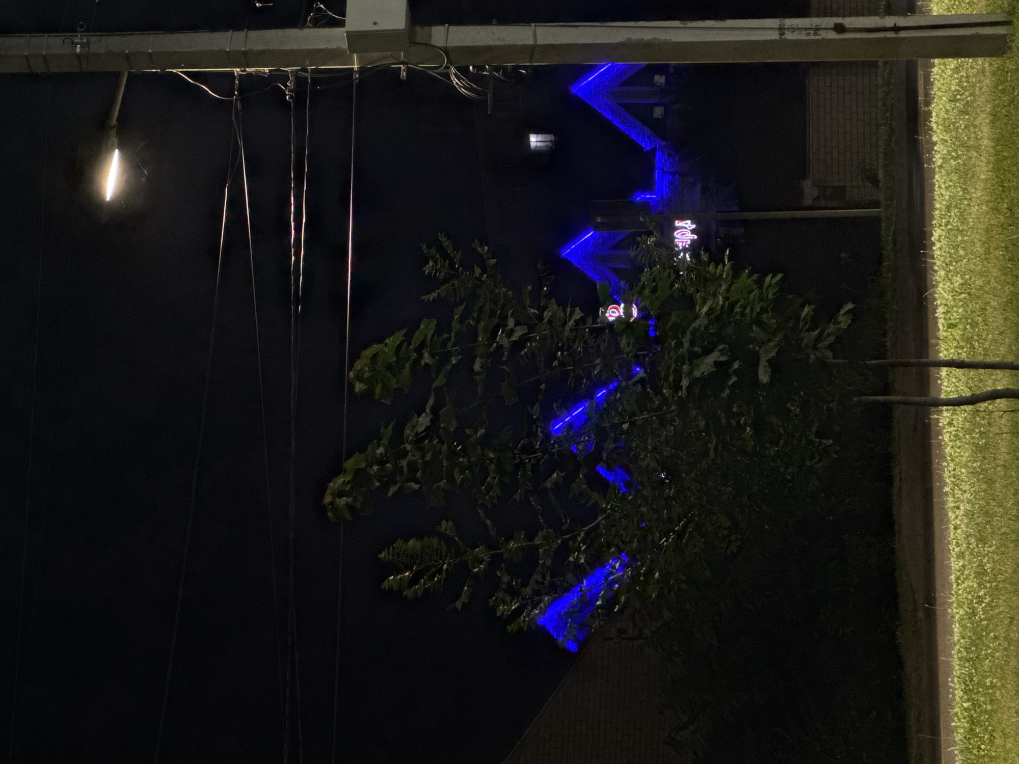 Red roses at night, neon rooflines and streetlamp wires nearby.