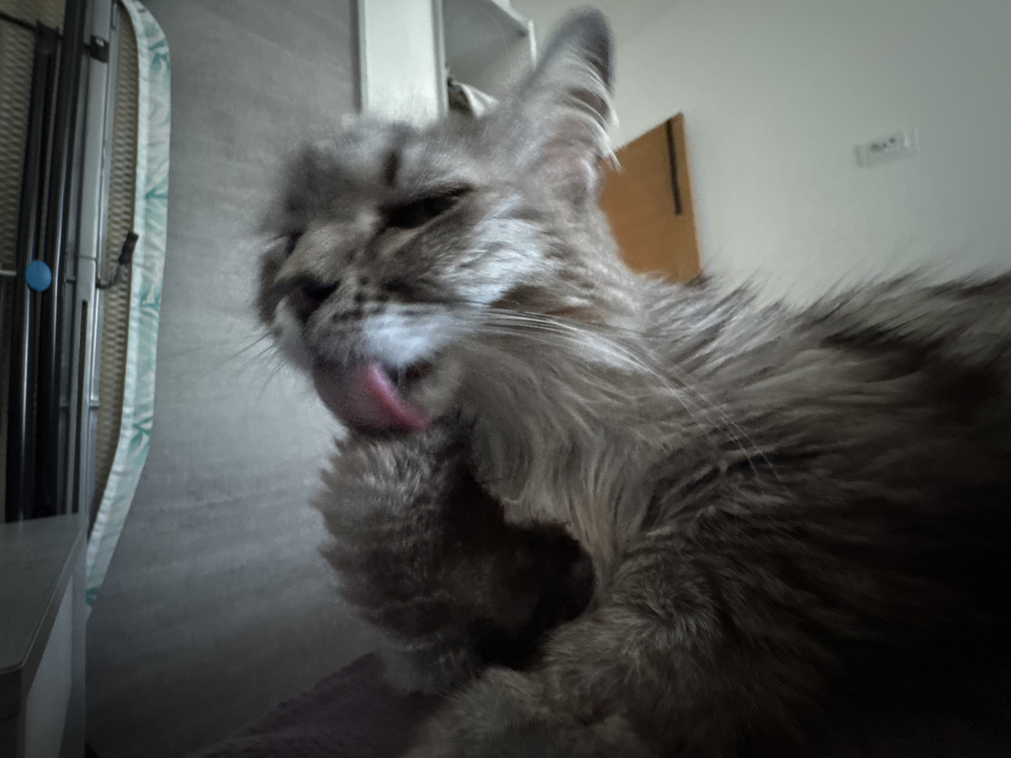 Cats documented grooming and yawning in coordinated observations