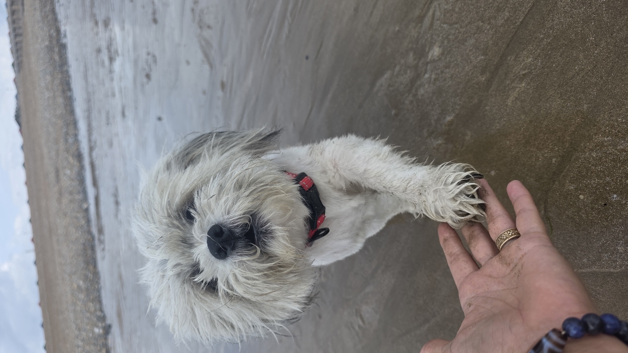 Dogs and people making the most of a wet St Leonards beach