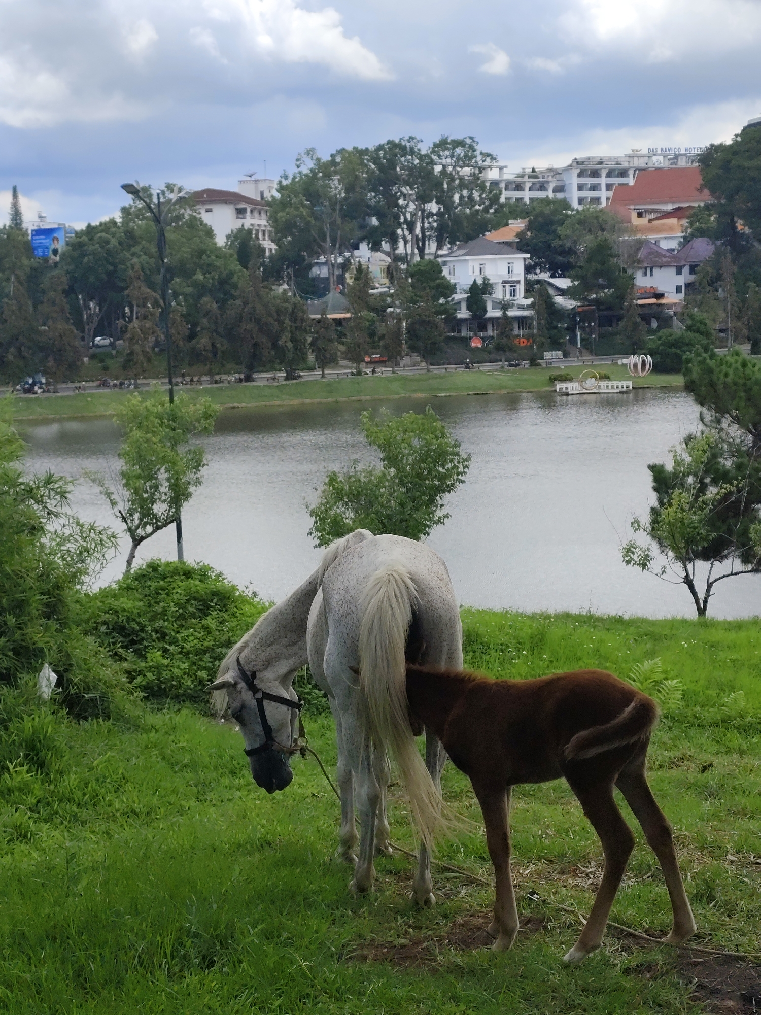 Horses roam Da Lat's lakeside streets and urban edges