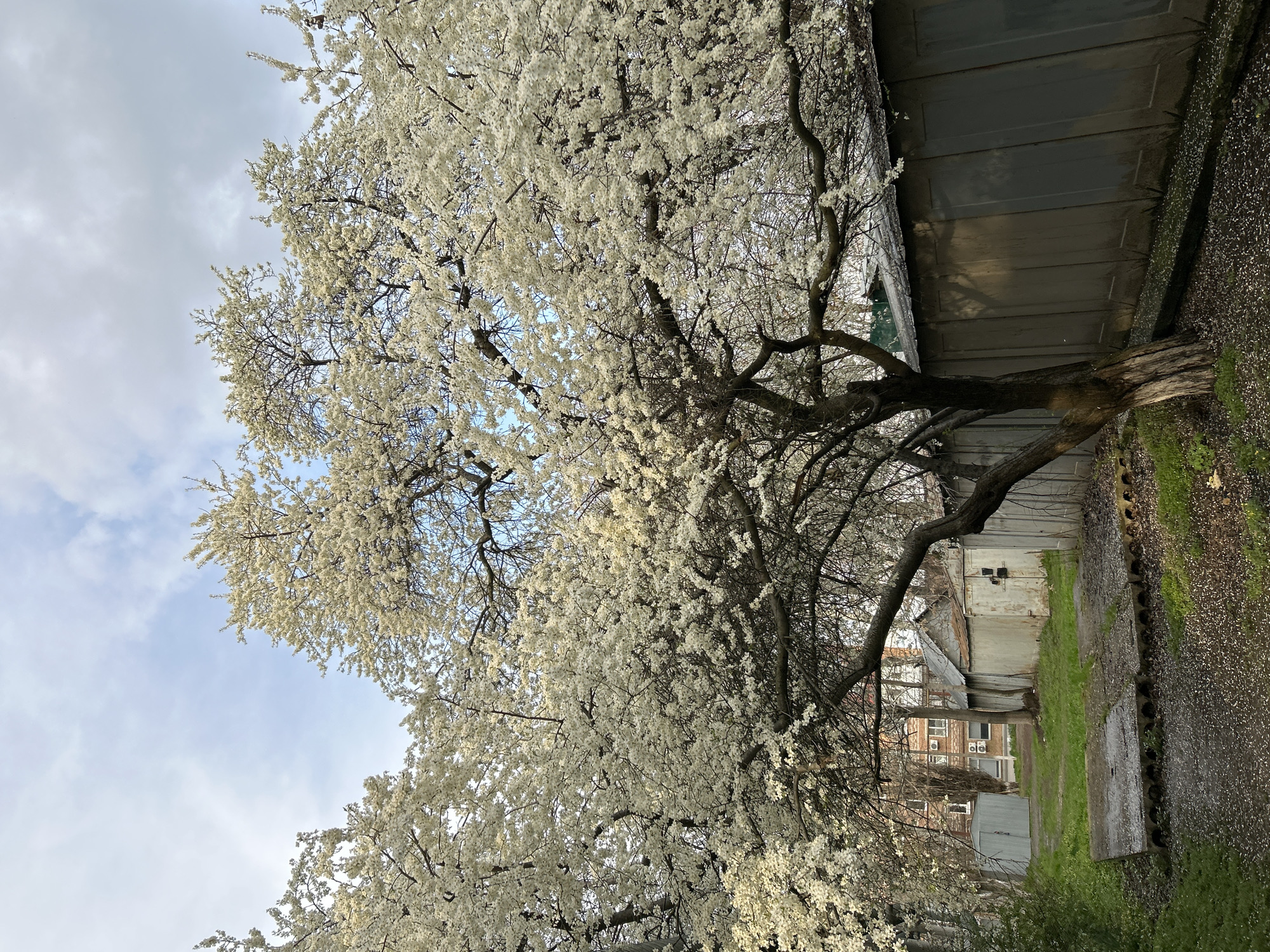Spring blooms captured in Dmitrievskaya, Russia