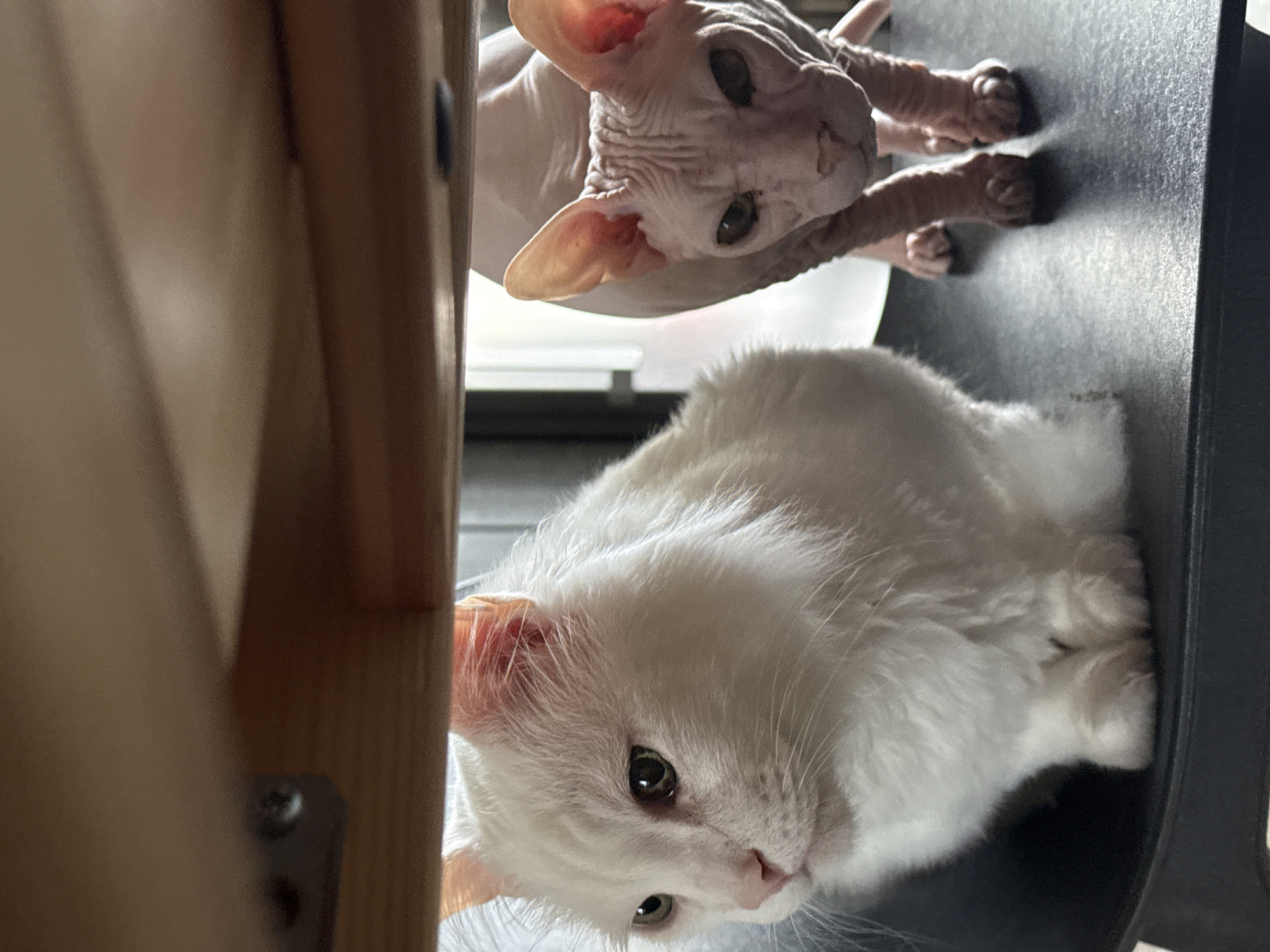 Cats play indoors during rainstorm in Krasnoyarsk, Russia
