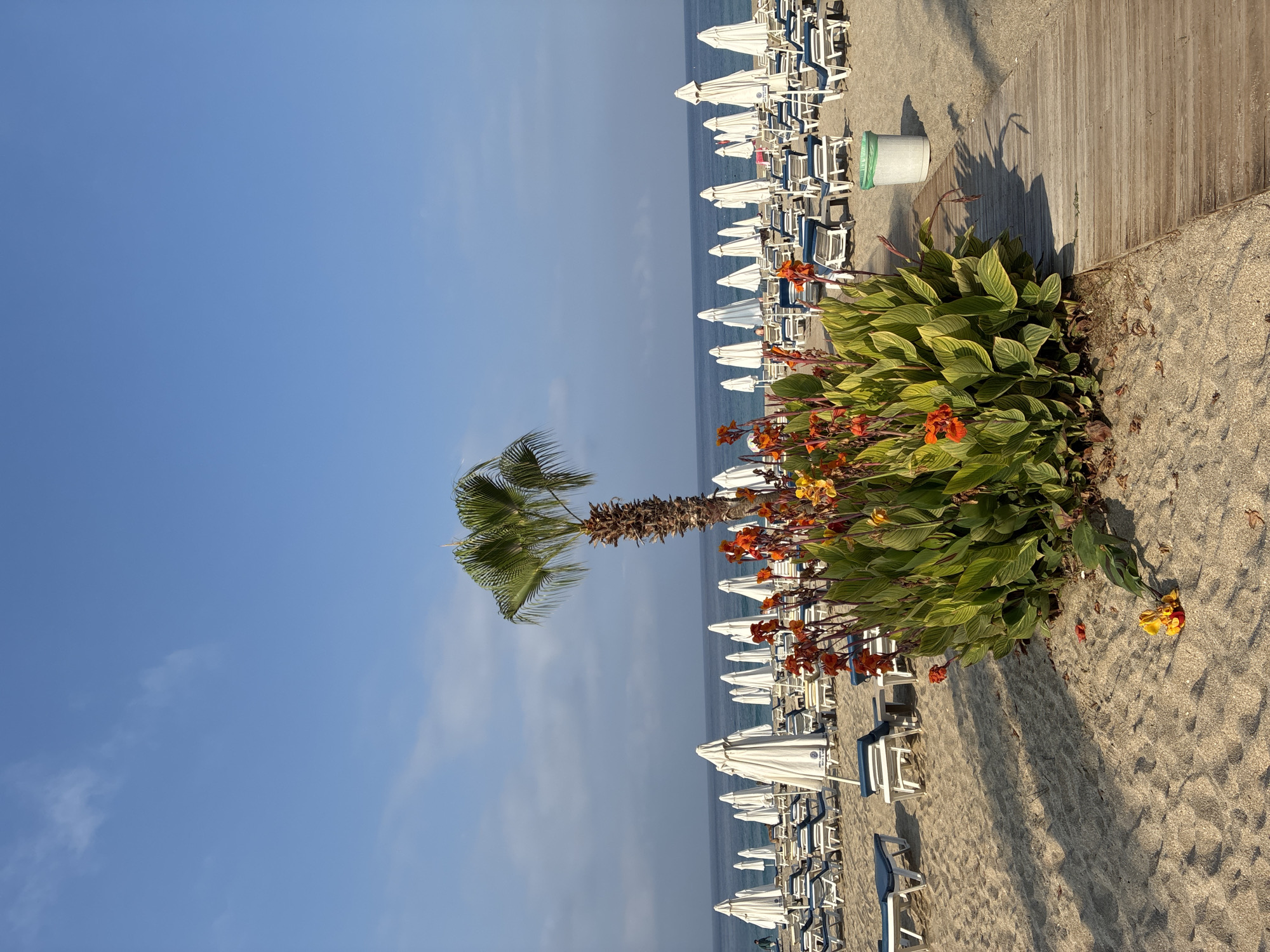 Alanya beach at dawn, empty chairs and a roaming cat