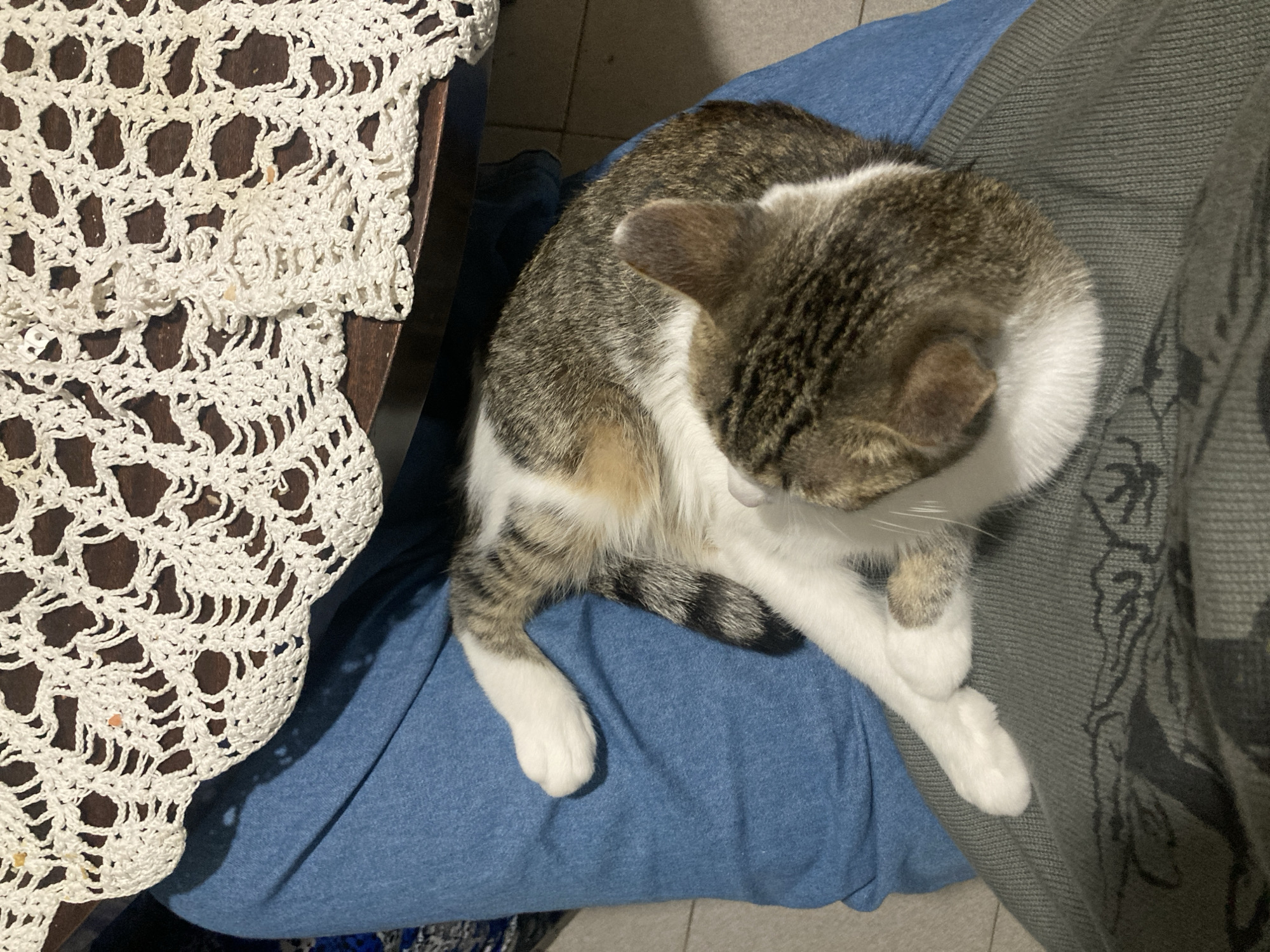Late-night domestic moment with cat captured in Buenos Aires