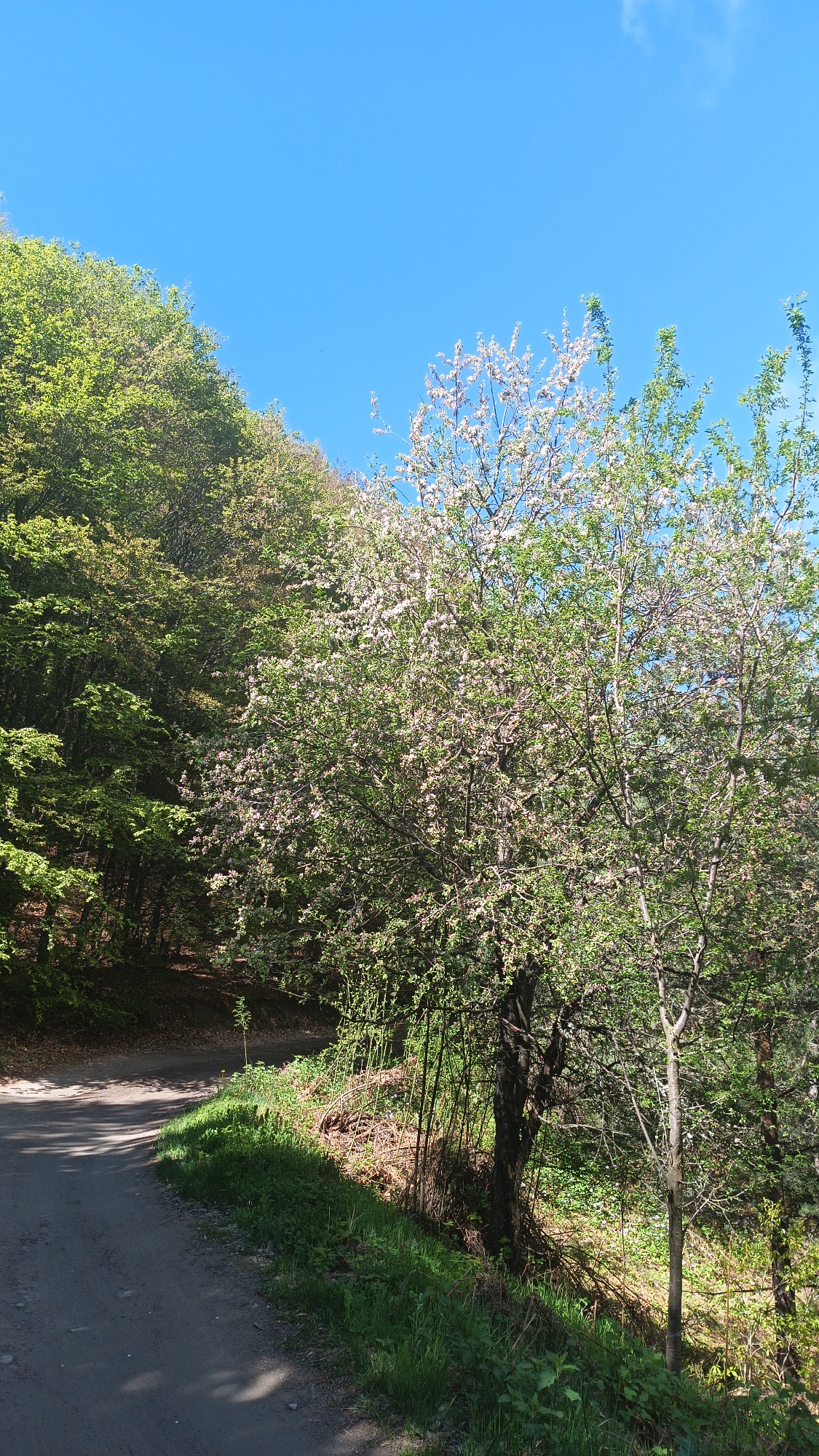 Morning hike documented through Bulgarian forest trails near Sini Vrah