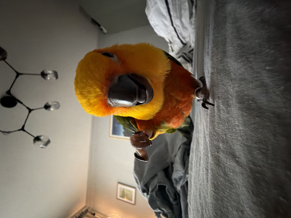 Valentine's Day morning with pet parrot in decorated Moscow home