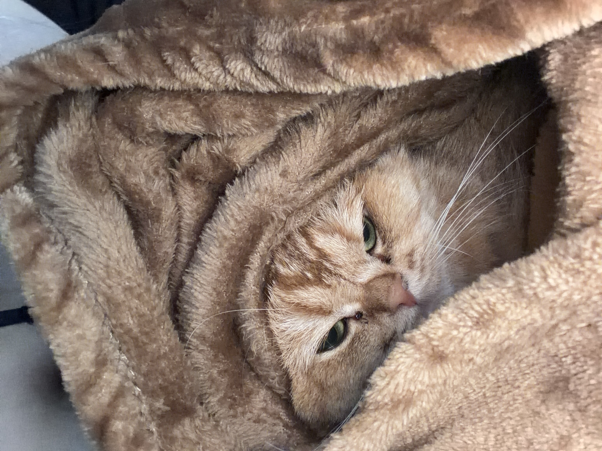 Orange tabby cat spotted resting in blanket, Đà Nẵng